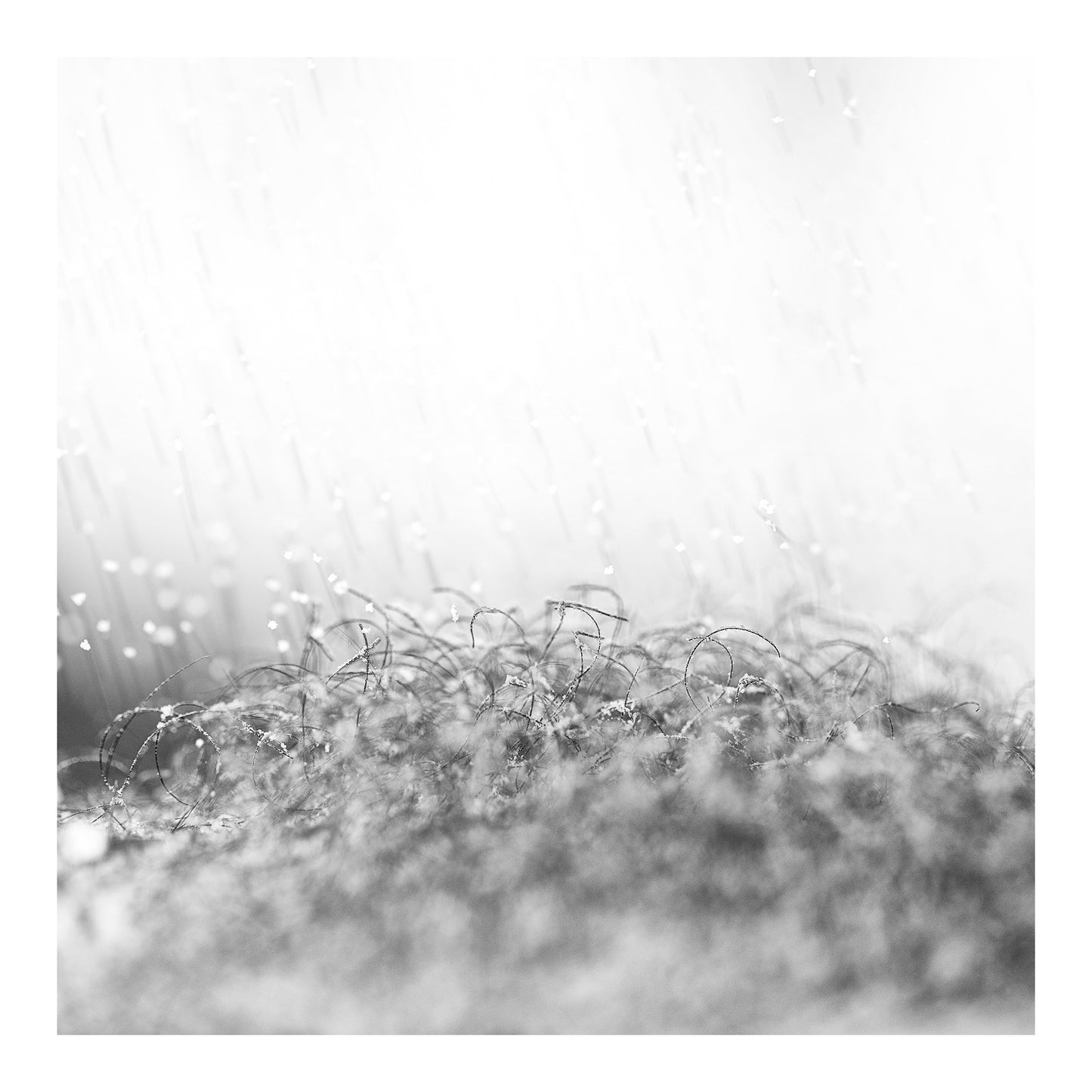 Narrative Works - Lost in the Bush - Snowbush - 60x60cm Square (#183094)