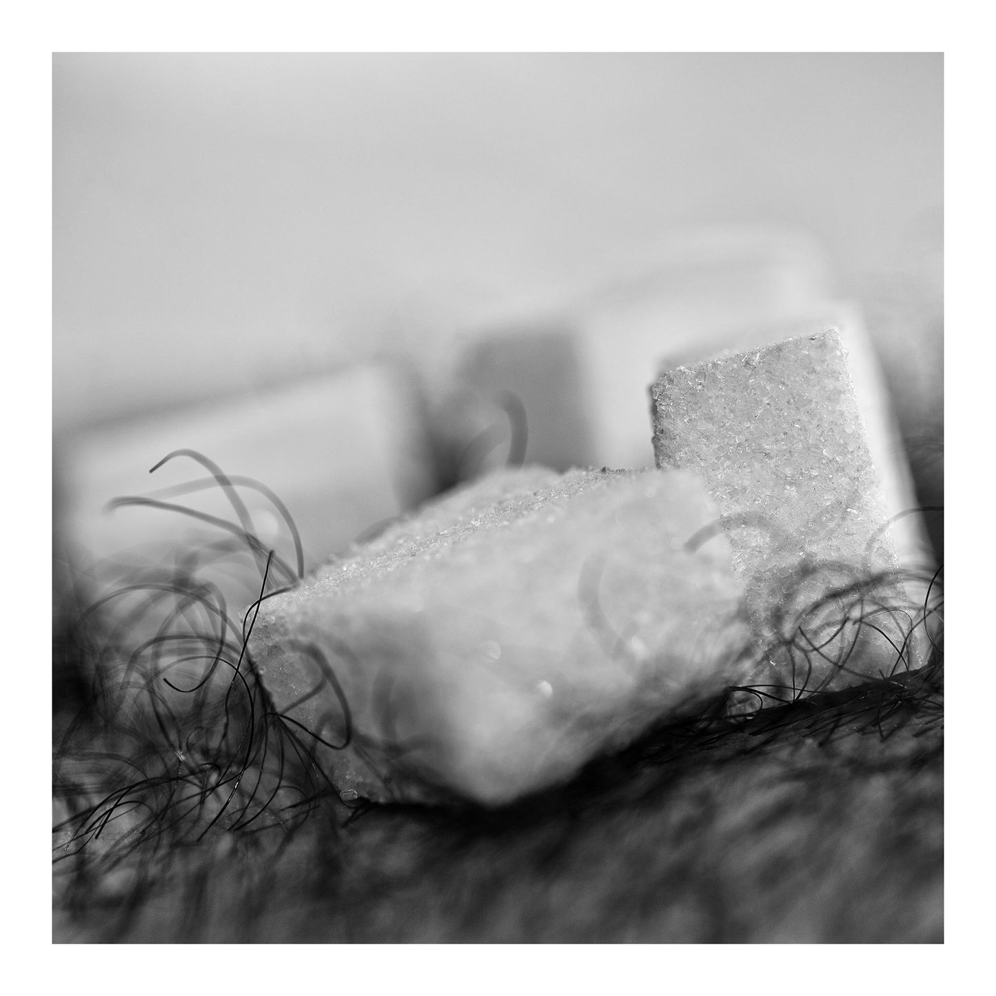 Narrative Works - Lost in the Bush - Sugarbush - 60x60cm Square (#182884)