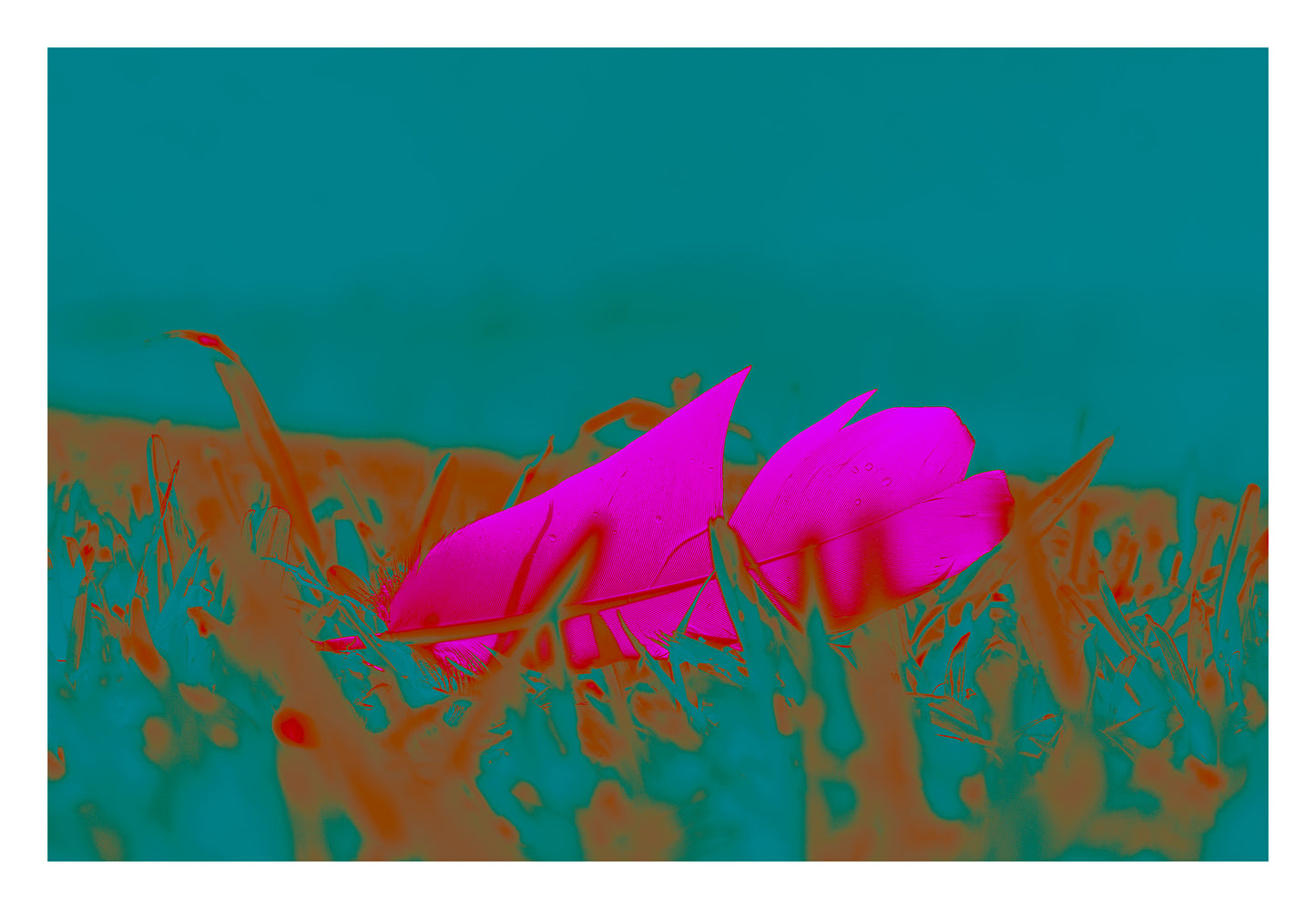 Still Life - Feather in the Park  - 90x60cm Horizontal (#253325v6)