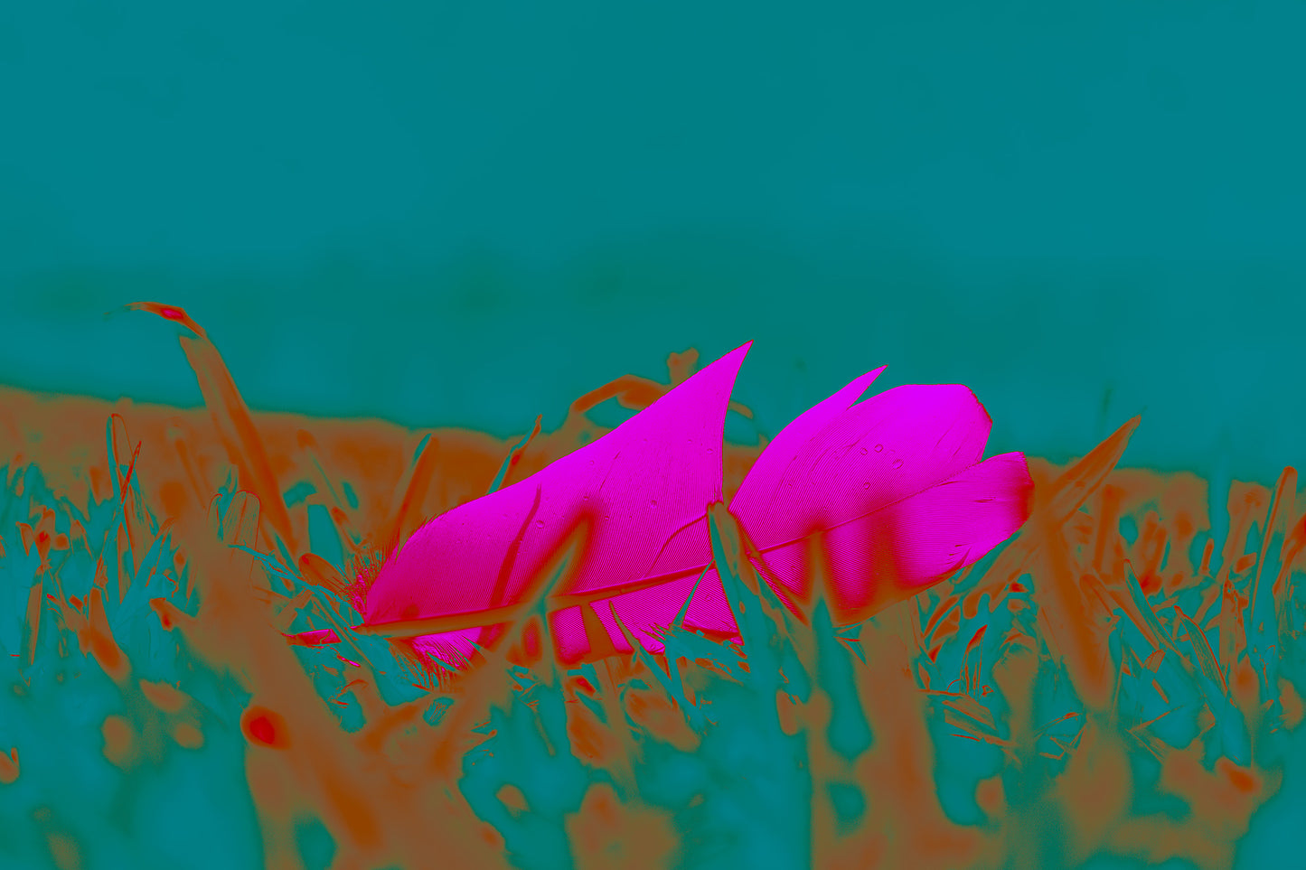 Still Life - Feather in the Park  - 90x60cm Horizontal (#253325v6)