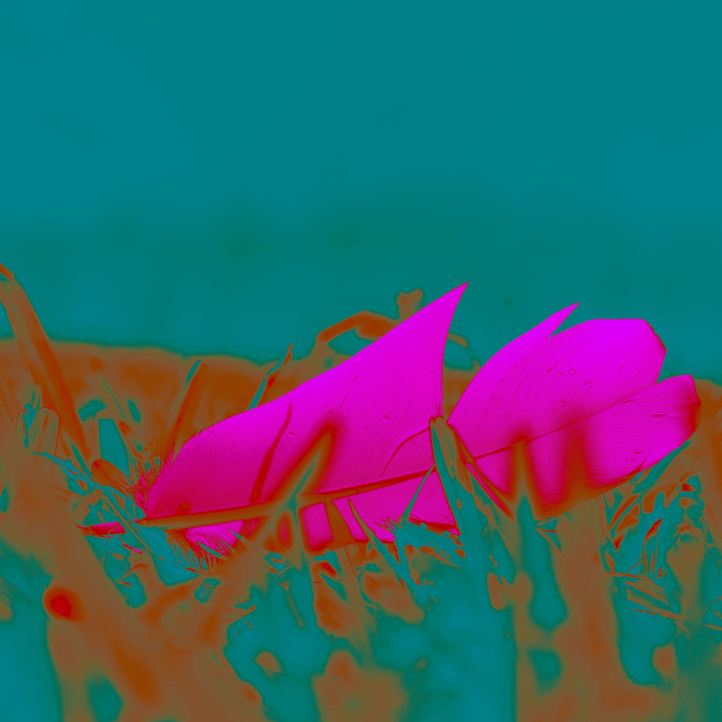 Still Life - Feather in the Park  - 90x60cm Horizontal (#253325v6)