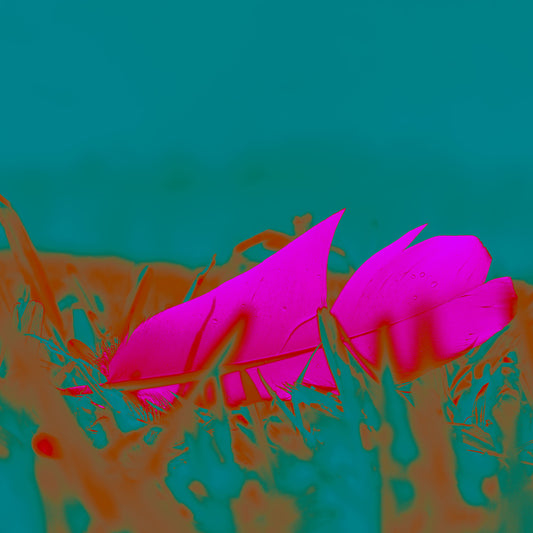Still Life - Feather in the Park  - 90x60cm Horizontal (#253325v6)