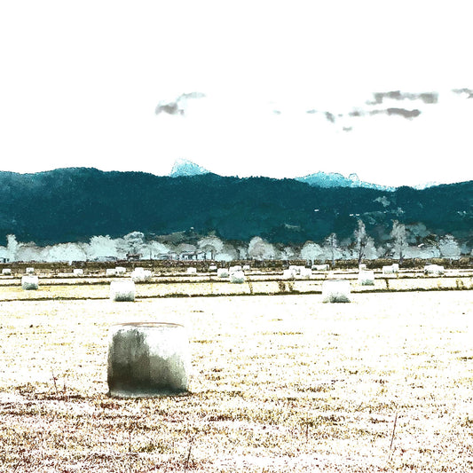 Vivid Country - Murwillumbah - The Daily Drive - Cane Rd - Hay Bales - 90x67.5cm  Horizontal (#197346v8)
