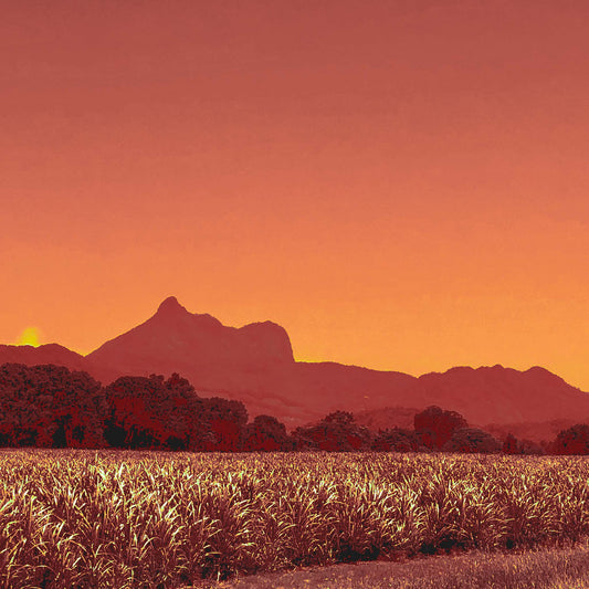 Vivid Country - Murwillumbah - The Daily Drive - Canefields - Wollumbin - 90x67.5cm Horizontal (#196484v1012a)