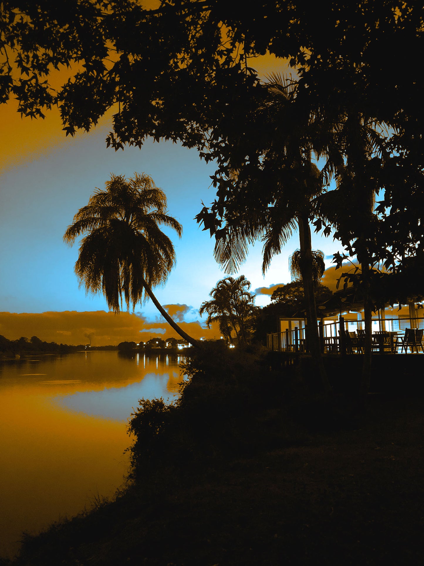 Vivid Country - Murwillumbah - The Daily Drive - River Palm - 67.5x90cm Vertical (#197229v9)