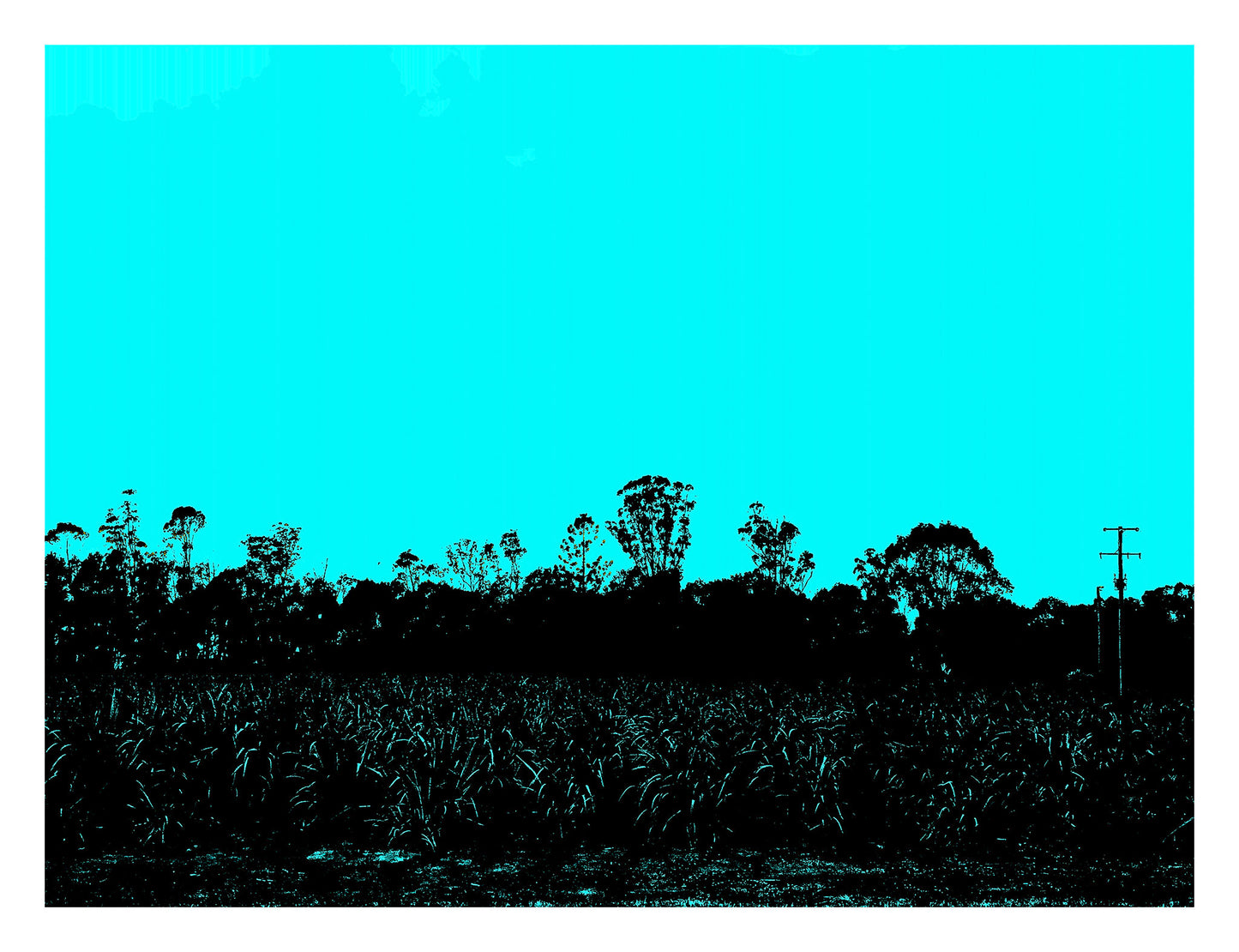Vivid Country - Murwillumbah - The Daily Drive - Tumbulgum Rd - Field - 90x67.5cm Horizontal (#197328v8)