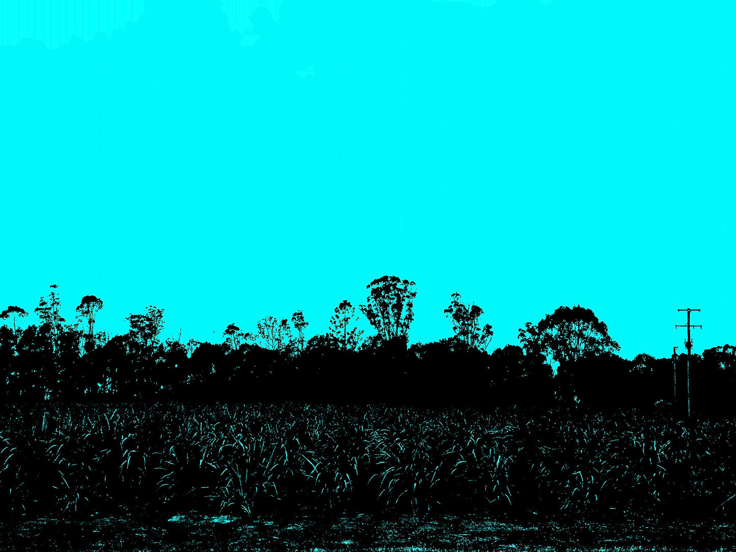 Vivid Country - Murwillumbah - The Daily Drive - Tumbulgum Rd - Field - 90x67.5cm Horizontal (#197328v8)