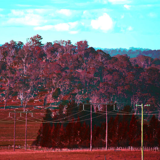 Vivid Country - Armidale Puddledock Rd - 0823v7 - Close Detail View, Rows of powerlines stretch across a crimson-toned country paddock with dense native bushland rising in the background under a bright blue sky.