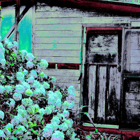 Vivid Country - Bucca Swans Rd Cottage - 6900080v28 - Close Detail View, a rustic timber cottage with peeling paint sits beside a flourishing hydrangea bush in soft blues and greens, transformed into a vibrant and nostalgic pop art scene.