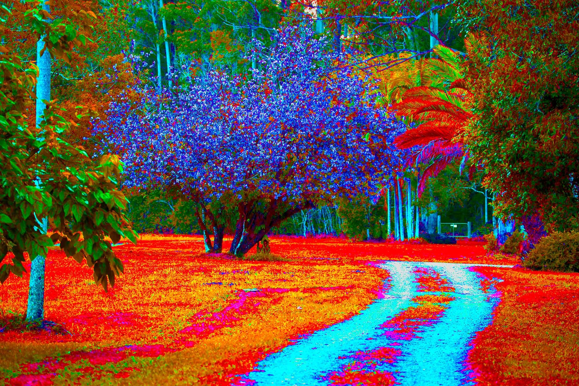 Vivid Country - Bucca Swans Rd Driveway - 8226v5 - 90x60cm, a brightly coloured country driveway winds past a blooming Pink Crepe Myrtle, vivid tropical trees, and richly toned foliage in radiant blues, reds, and oranges.