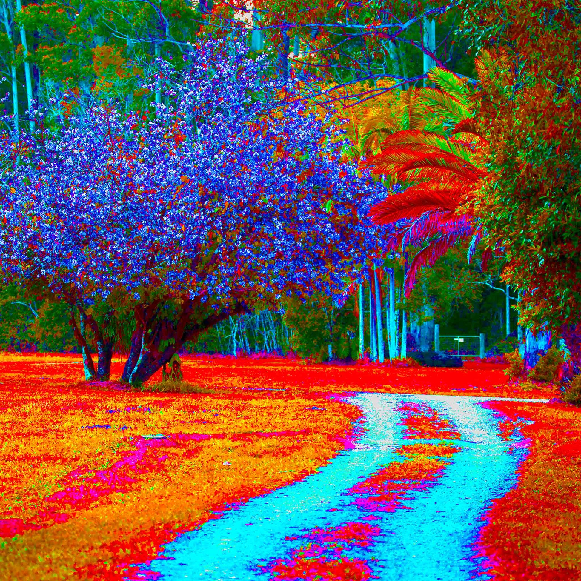 Vivid Country - Bucca Swans Rd Driveway - 8226v5 - Close Detail View, a brightly coloured country driveway winds past a blooming Pink Crepe Myrtle, vivid tropical trees, and richly toned foliage in radiant blues, reds, and oranges.
