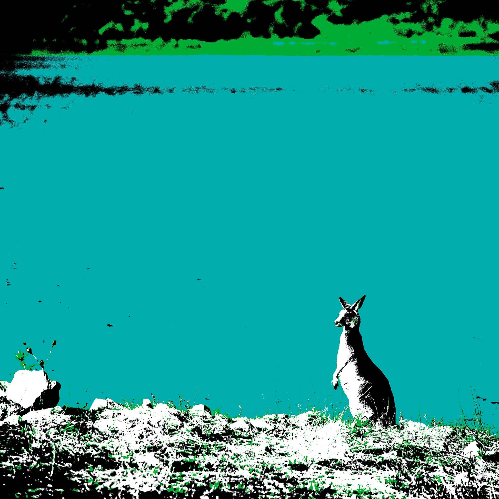 Vivid Country - Copeton Dam Kangaroo - 5130v13a - Close Detail View, a solitary kangaroo stands alert at the edge of a vividly turquoise dam, its silhouette bathed in high-contrast Pop Art tones, reflecting the wild essence of inland Australia.