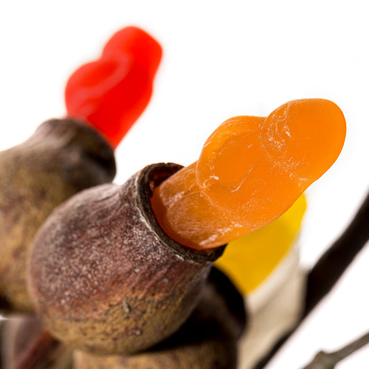 Gumnut Babies 10101 - Close Detail View, colourful jelly baby figures nestled into real Australian gumnuts, photographed in close-up with playful contrast between organic texture and candy gloss, fine art print by Raymond Mather, ART1.