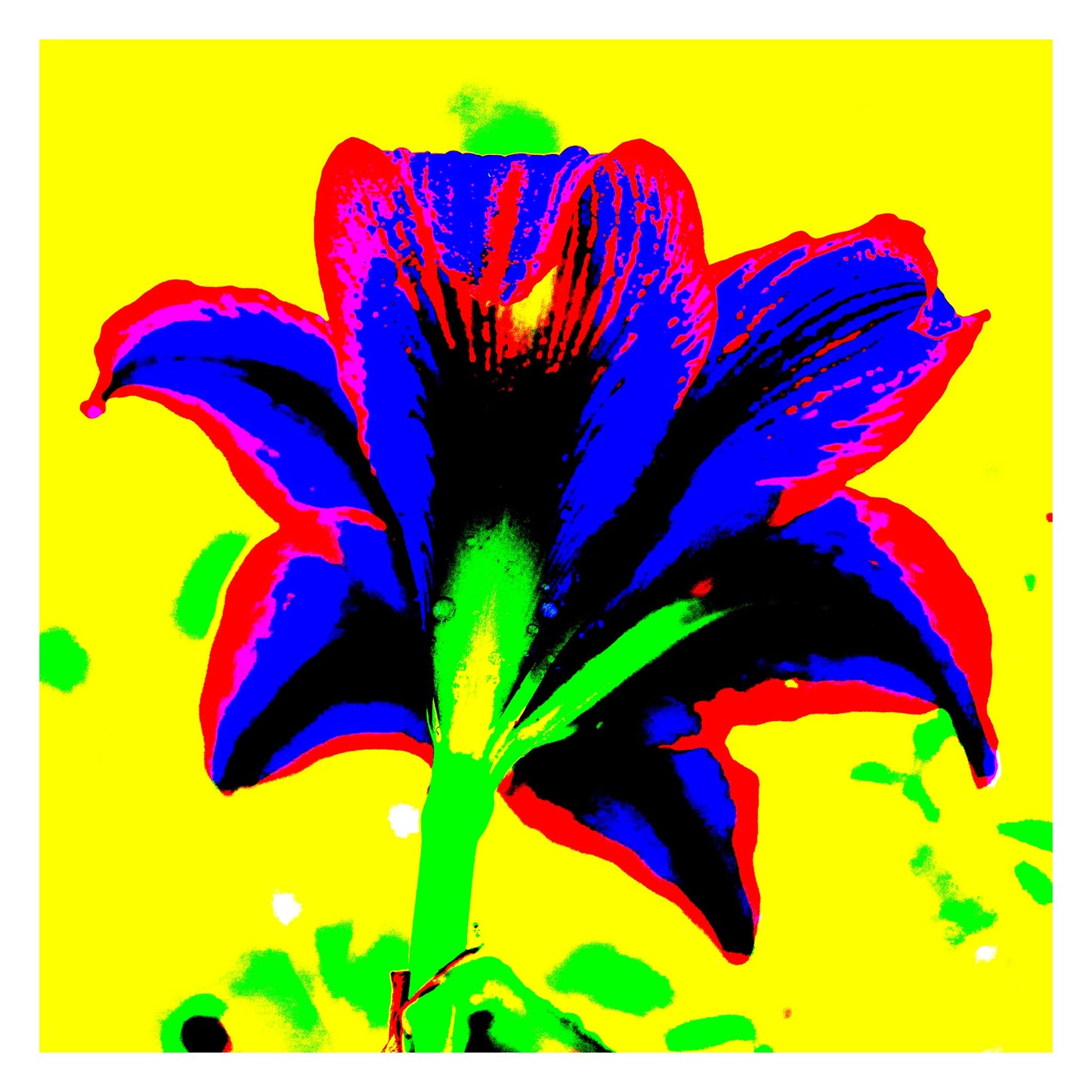 Hippeastrum No.1 - 181910v3 - 104x104cm, Rear view of stylised hippeastrum in bold cobalt blue and red, with green stem and vivid yellow background, digitally rendered in extreme Pop Art colour style.