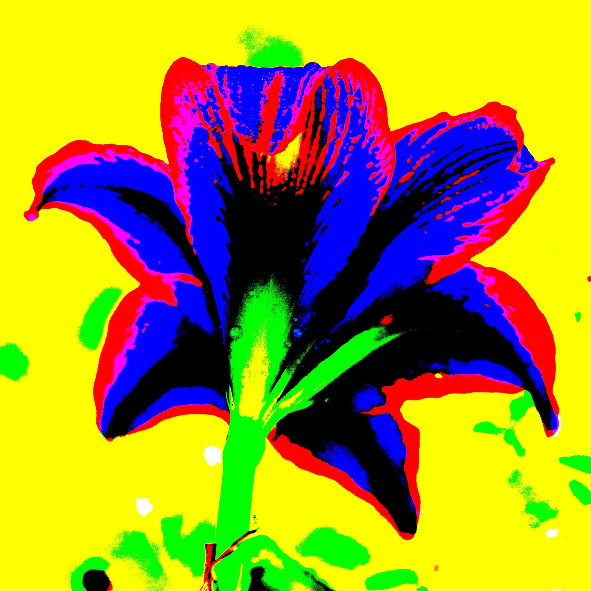 Hippeastrum No.1 - 181910v3 - 90x90cm, Rear view of stylised hippeastrum in bold cobalt blue and red, with green stem and vivid yellow background, digitally rendered in extreme Pop Art colour style.