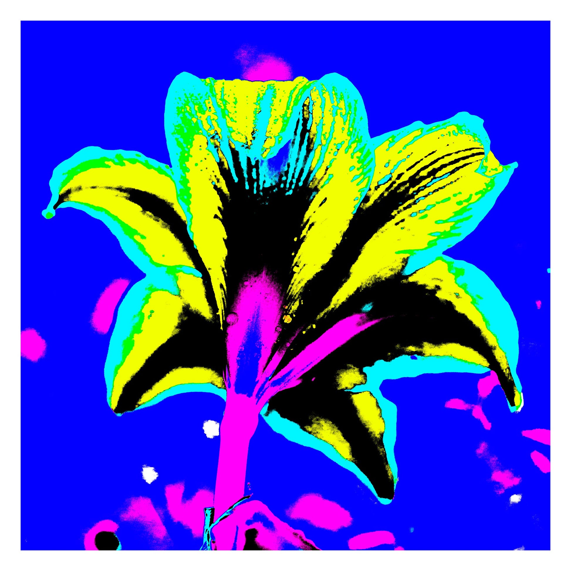 Hippeastrum No.1 - 181910v4 - 104x104cm, Rear view of stylised hippeastrum flower in acid yellow, cyan, and pink, set against a bold cobalt blue background in a saturated Pop Art treatment.