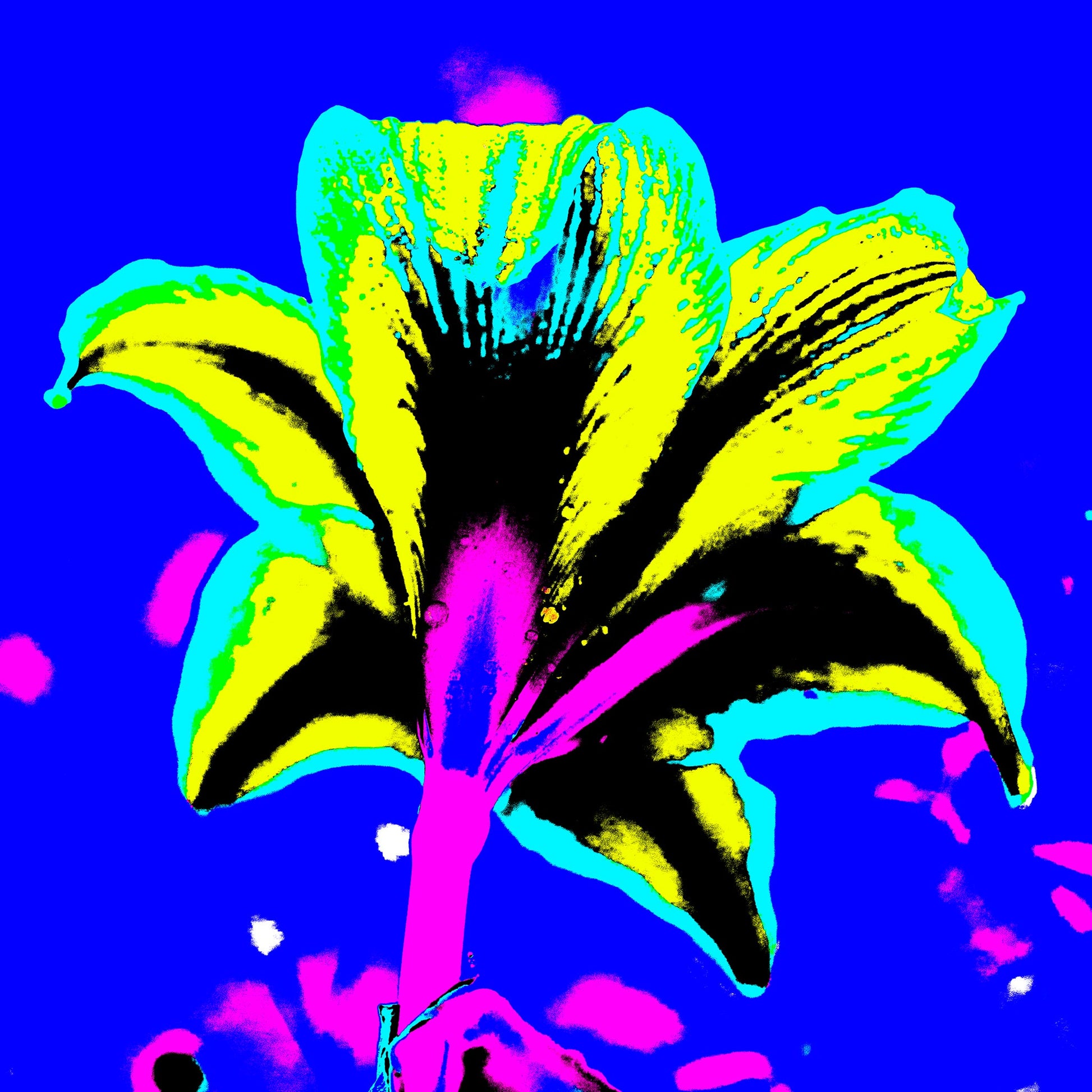 Hippeastrum No.1 - 181910v4 - 90x90cm, Rear view of stylised hippeastrum flower in acid yellow, cyan, and pink, set against a bold cobalt blue background in a saturated Pop Art treatment.