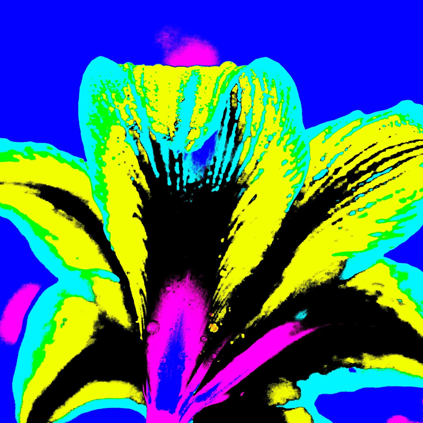 Hippeastrum No.1 - 181910v4 - Close Detail View, Rear view of stylised hippeastrum flower in acid yellow, cyan, and pink, set against a bold cobalt blue background in a saturated Pop Art treatment.