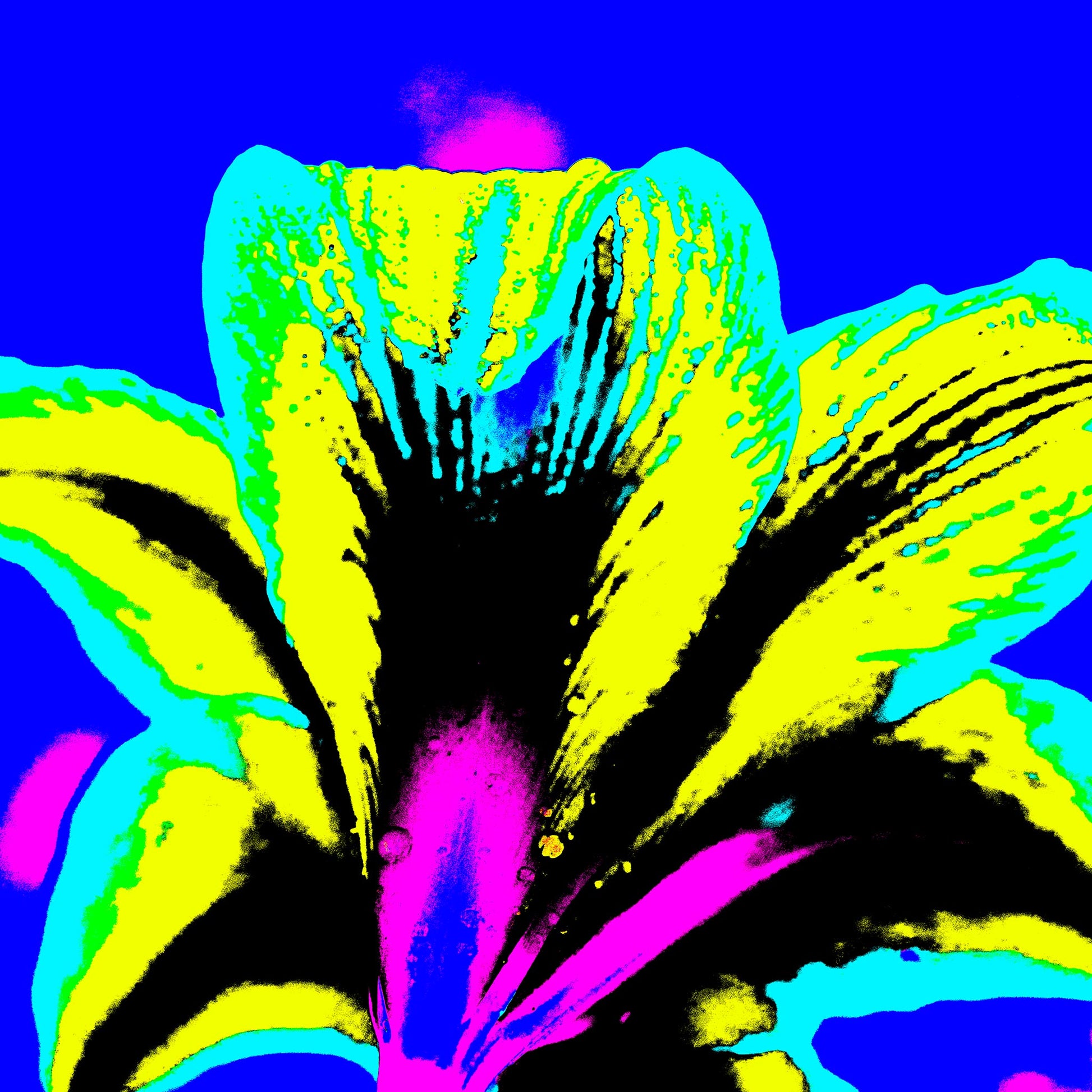 Hippeastrum No.1 - 181910v4 - Close Detail View, Rear view of stylised hippeastrum flower in acid yellow, cyan, and pink, set against a bold cobalt blue background in a saturated Pop Art treatment.