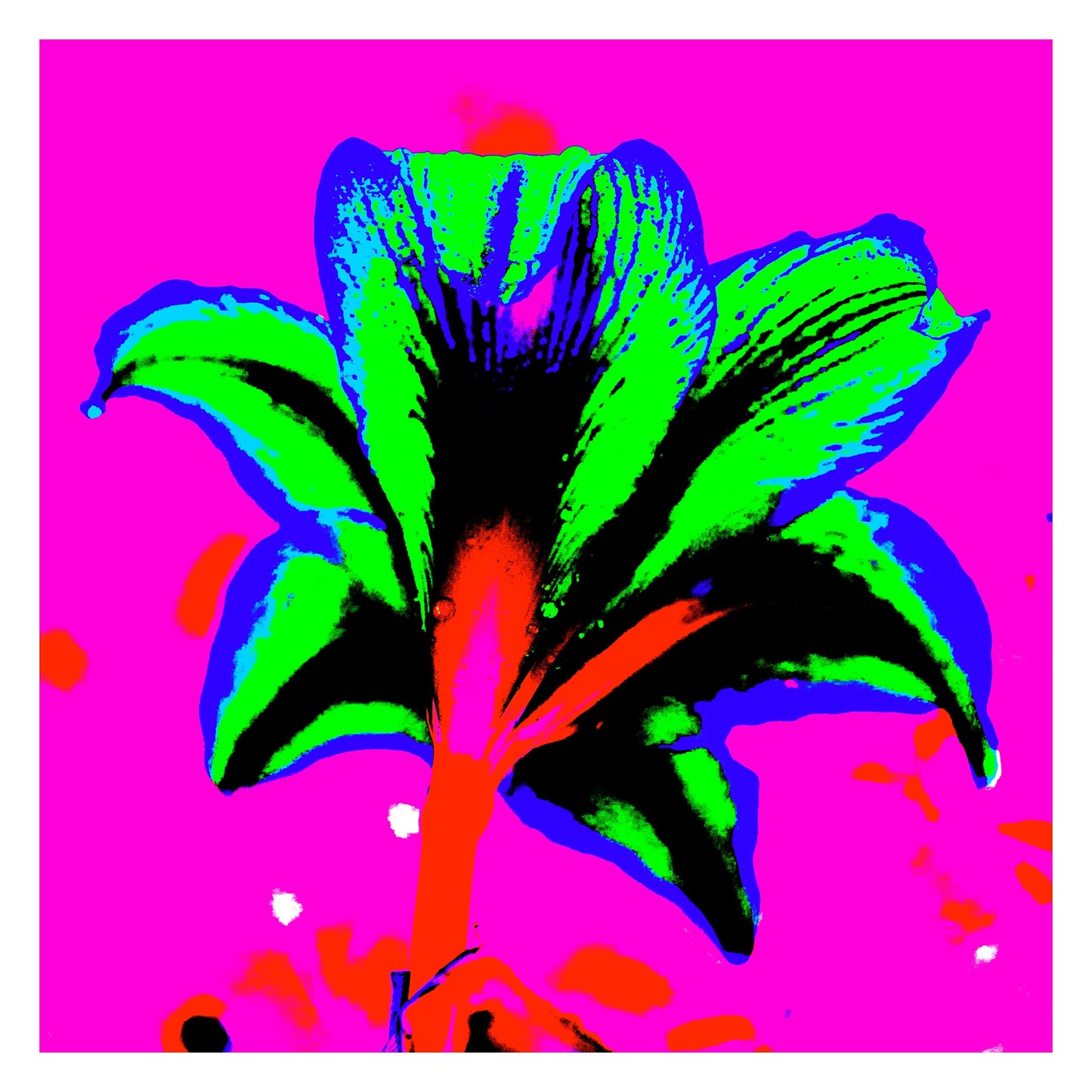 Hippeastrum No.1 - 181910v6 - 104x104cm, Rear view of hippeastrum in neon green, blue, and red against a hot pink background, rendered in extreme Pop Art colour and high-contrast styling.