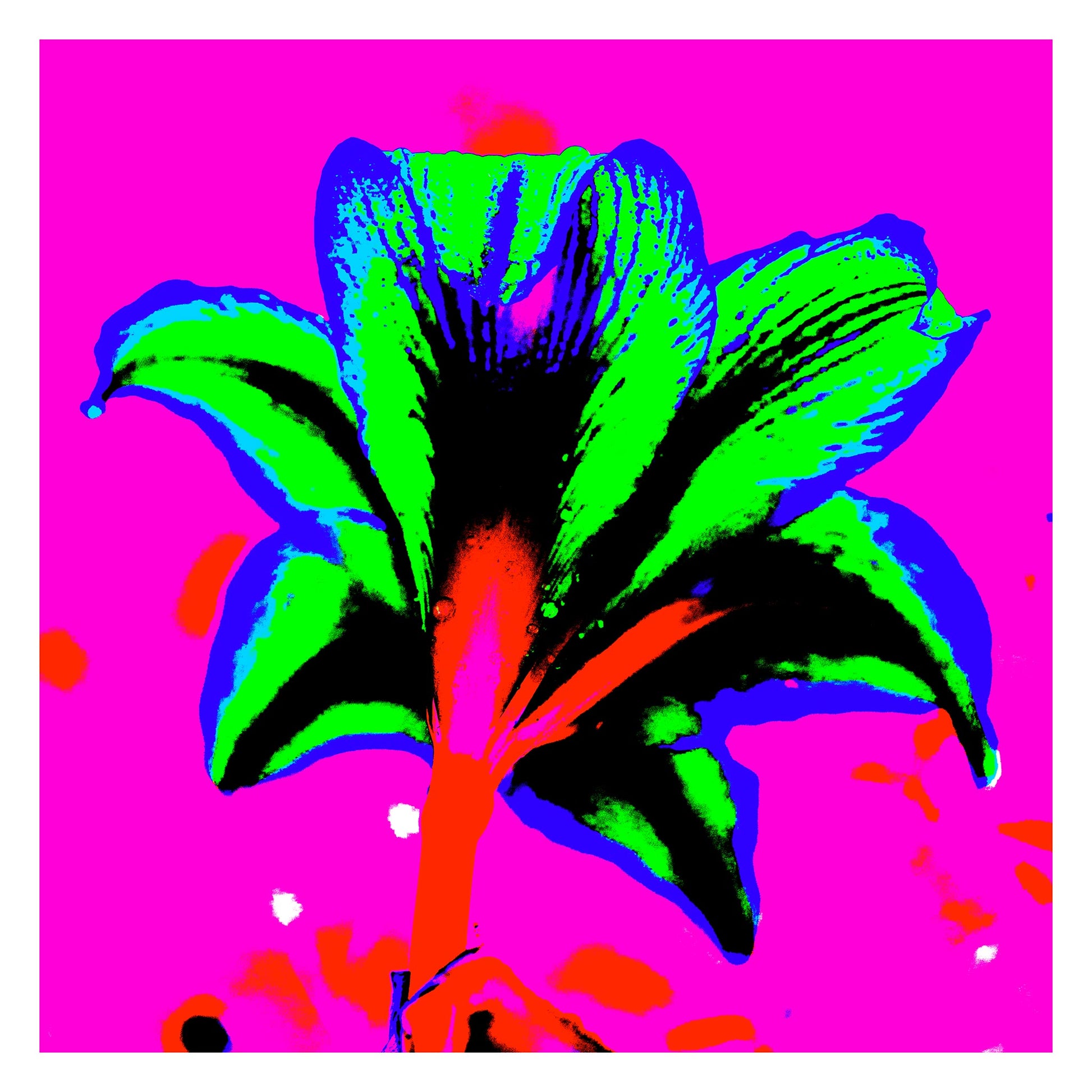 Hippeastrum No.1 - 181910v6 - 104x104cm, Rear view of hippeastrum in neon green, blue, and red against a hot pink background, rendered in extreme Pop Art colour and high-contrast styling.