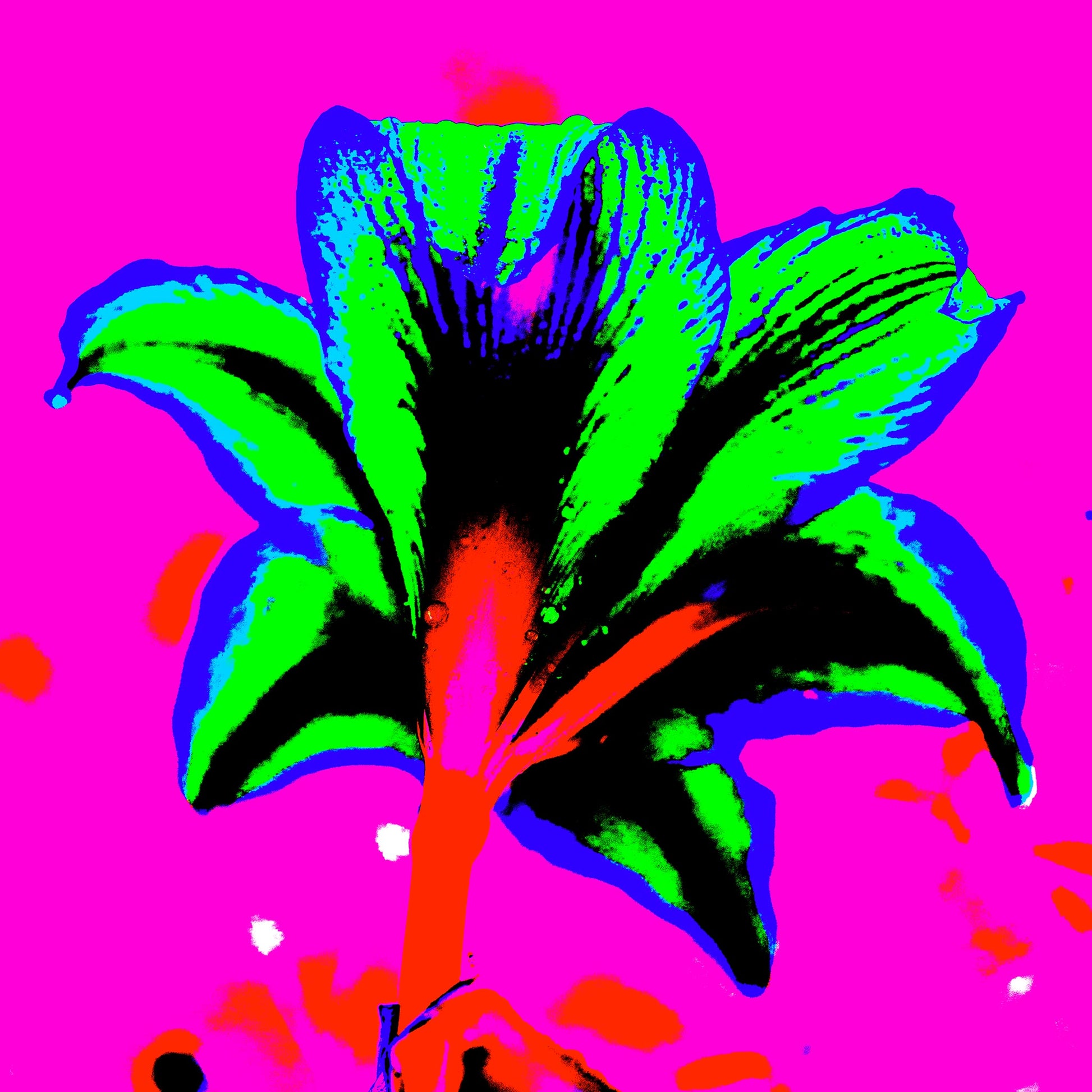 Hippeastrum No.1 - 181910v6 - 90x90cm, Rear view of hippeastrum in neon green, blue, and red against a hot pink background, rendered in extreme Pop Art colour and high-contrast styling.