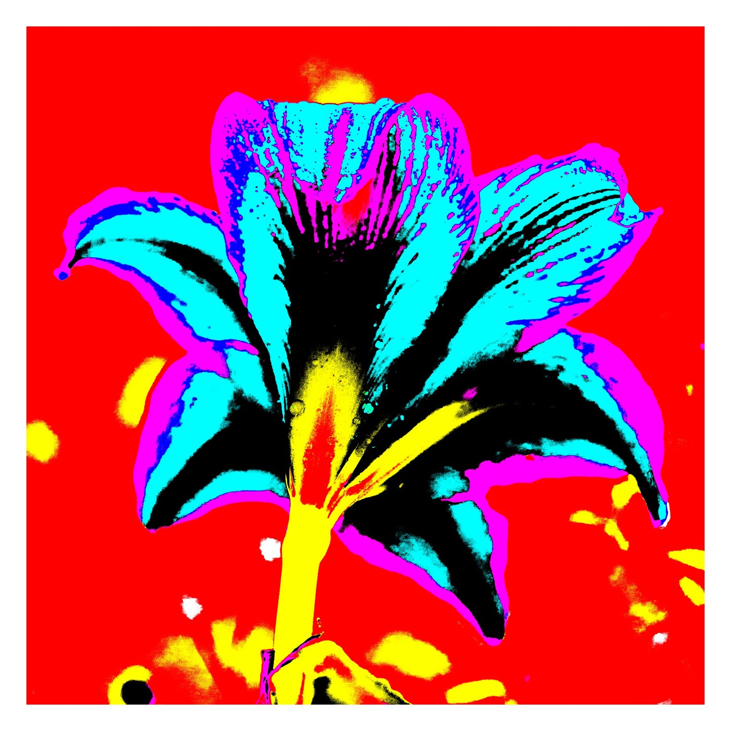 Hippeastrum No.1 - 181910v7 - 104x104cm, Rear view of hippeastrum in bright blue, violet, yellow, and black against a bold red background, digitally stylised in hyper-saturated Pop Art treatment.