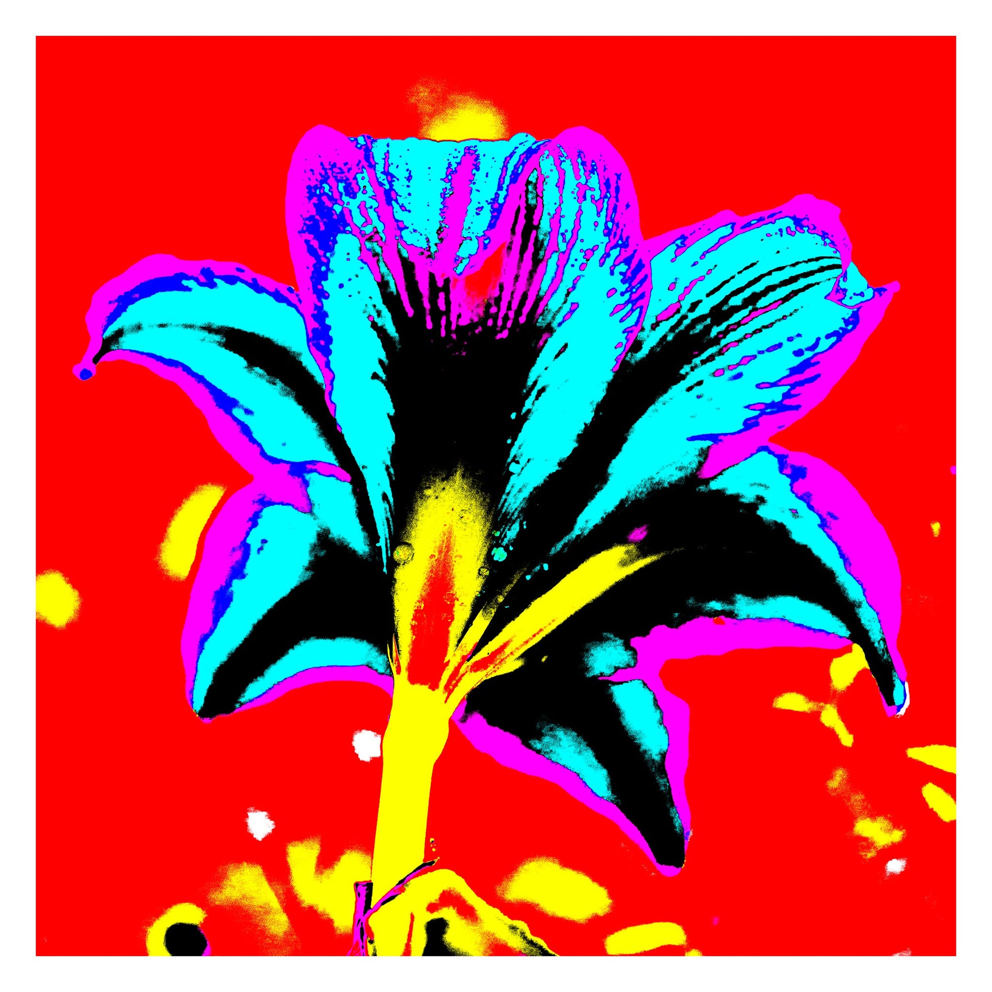 Hippeastrum No.1 - 181910v7 - 104x104cm, Rear view of hippeastrum in bright blue, violet, yellow, and black against a bold red background, digitally stylised in hyper-saturated Pop Art treatment.
