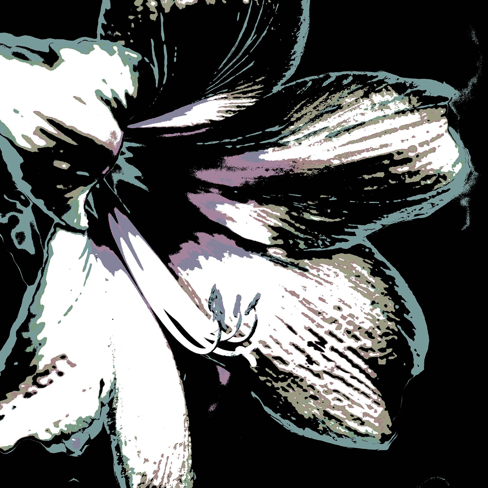 Hippeastrum No.3 - 181911v22 - 90x90cm, Pale green, mauve, and silver-toned stylised hippeastrum flower against black background, digitally rendered with delicate Pop Art textures and soft contrast.