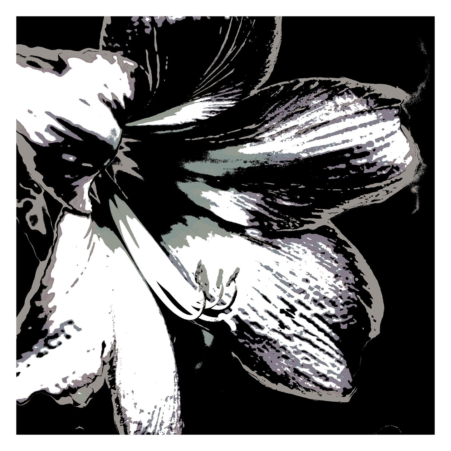 Hippeastrum No.3 - 181911v24 - 104x104cm, Stylised close-up of a hippeastrum in grey, charcoal, and off-white tones, digitally rendered with Pop Art contouring and soft monochrome contrast.