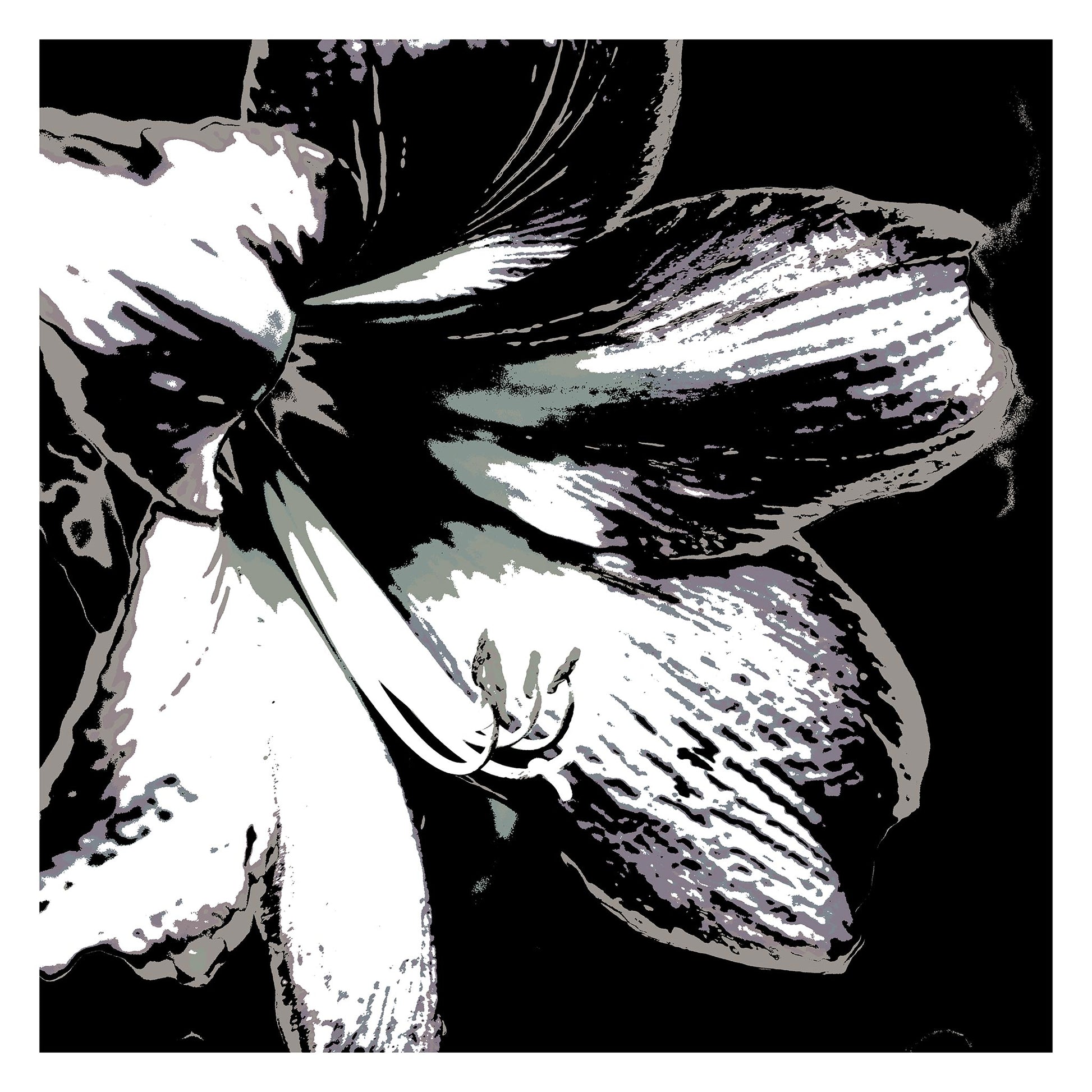 Hippeastrum No.3 - 181911v24 - 104x104cm, Stylised close-up of a hippeastrum in grey, charcoal, and off-white tones, digitally rendered with Pop Art contouring and soft monochrome contrast.