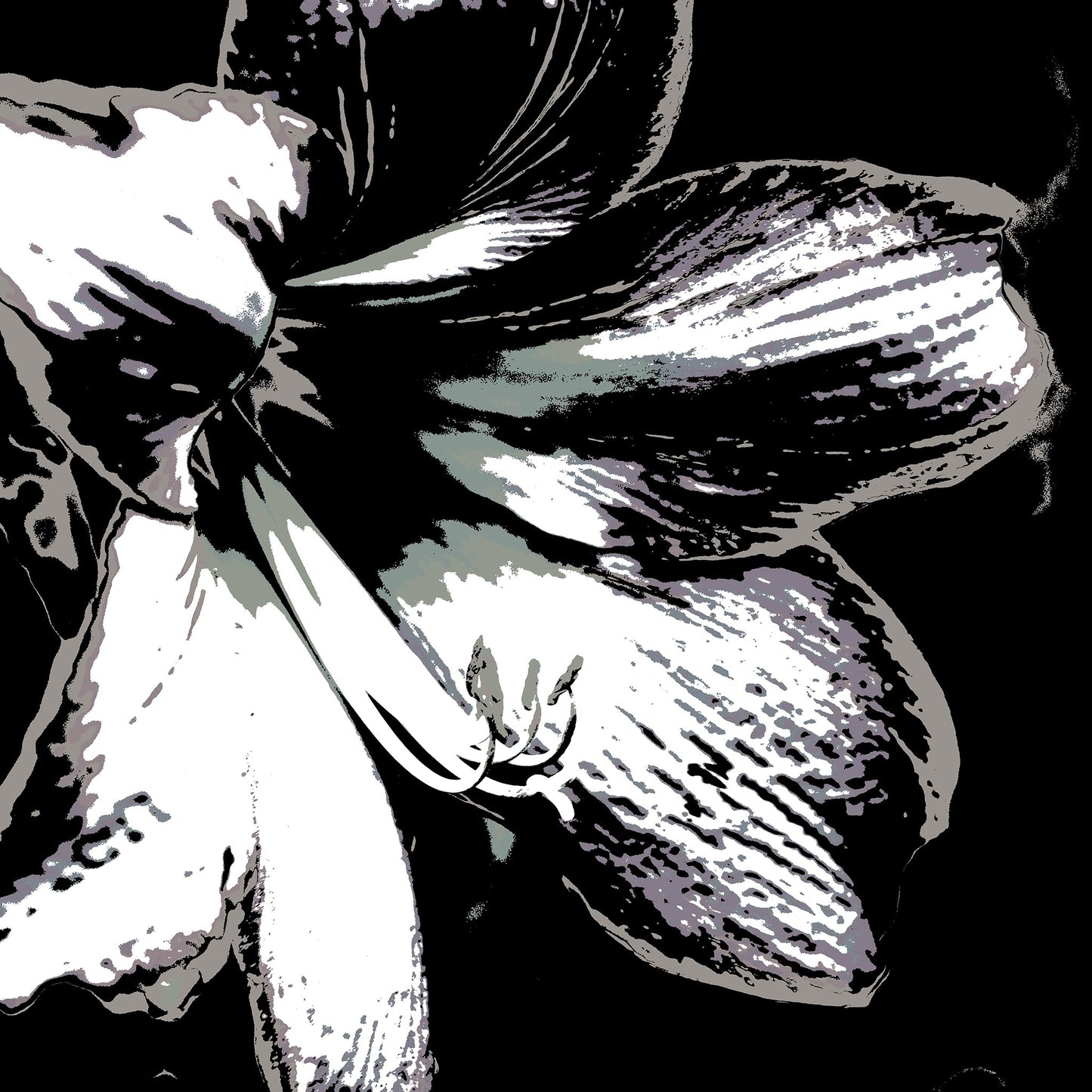 Hippeastrum No.3 - 181911v24 - 90x90cm, Stylised close-up of a hippeastrum in grey, charcoal, and off-white tones, digitally rendered with Pop Art contouring and soft monochrome contrast.
