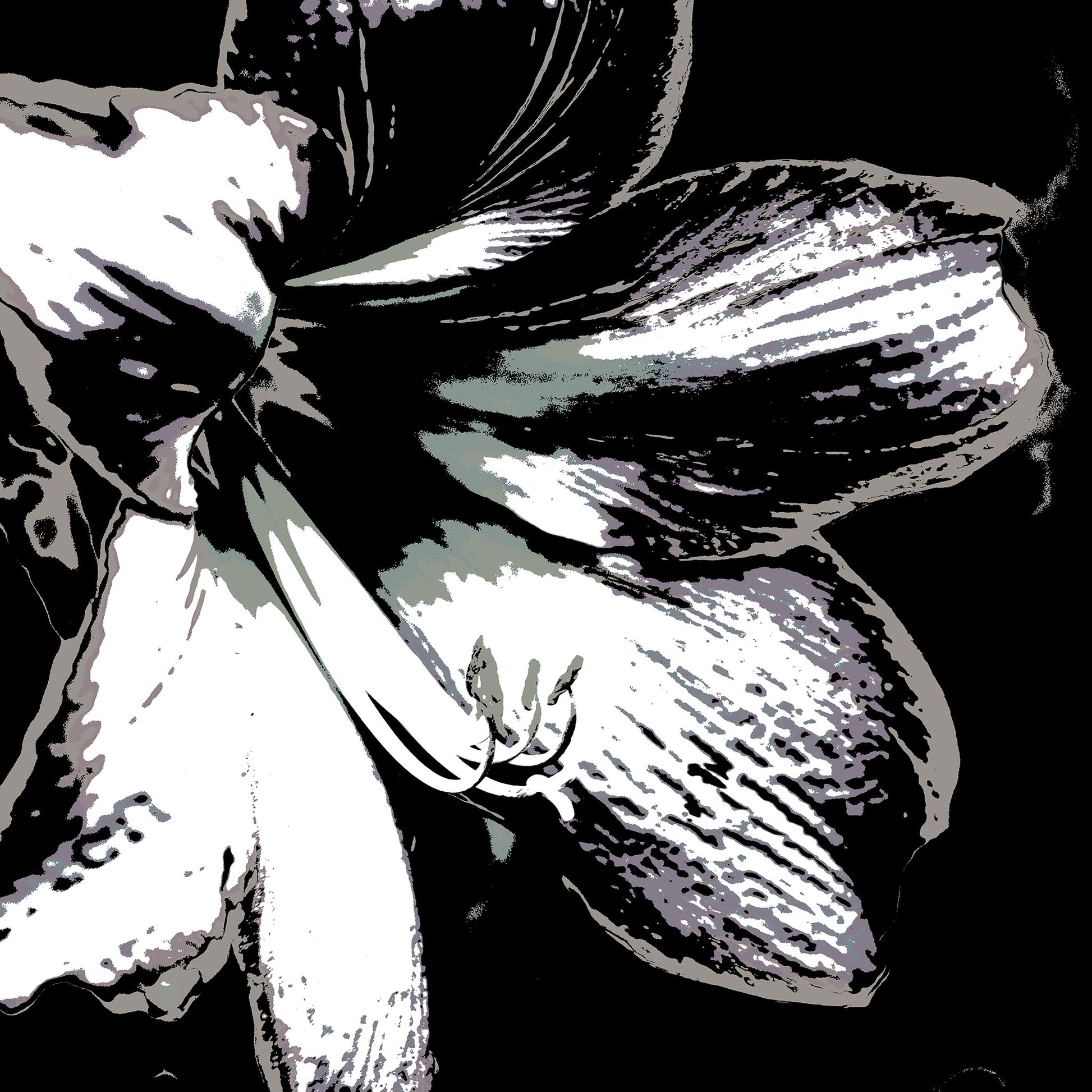 Hippeastrum No.3 - 181911v24 - 90x90cm, Stylised close-up of a hippeastrum in grey, charcoal, and off-white tones, digitally rendered with Pop Art contouring and soft monochrome contrast.