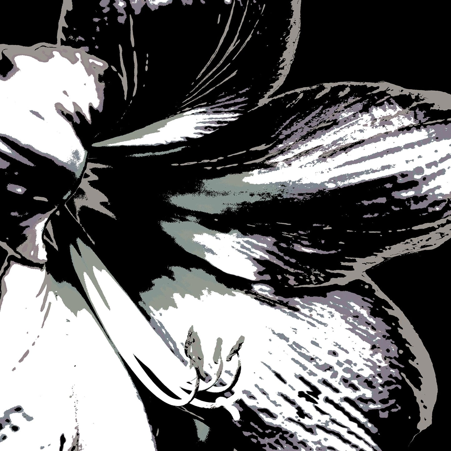 Hippeastrum No.3 - 181911v24 - Close Detail View, Stylised close-up of a hippeastrum in grey, charcoal, and off-white tones, digitally rendered with Pop Art contouring and soft monochrome contrast.