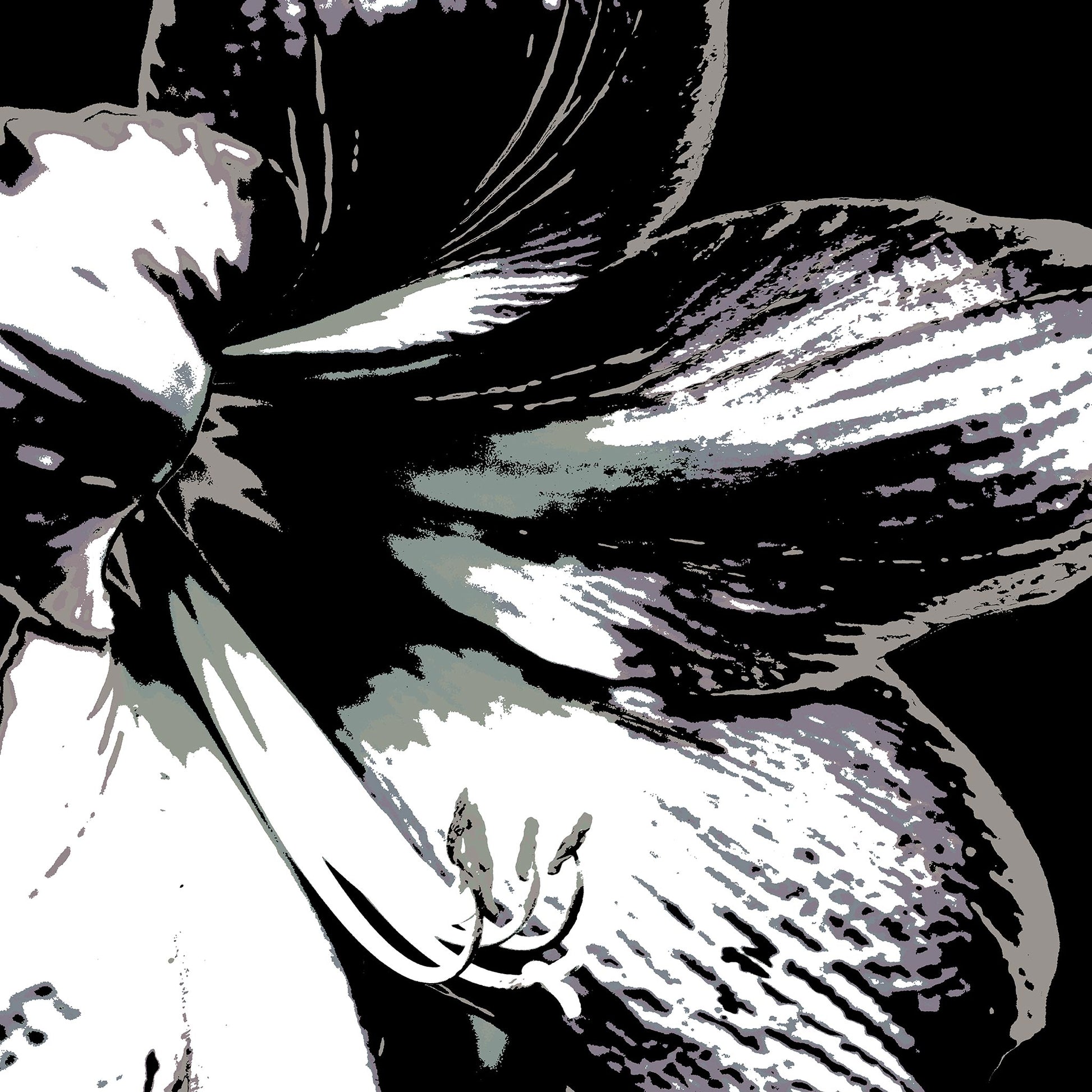 Hippeastrum No.3 - 181911v24 - Close Detail View, Stylised close-up of a hippeastrum in grey, charcoal, and off-white tones, digitally rendered with Pop Art contouring and soft monochrome contrast.