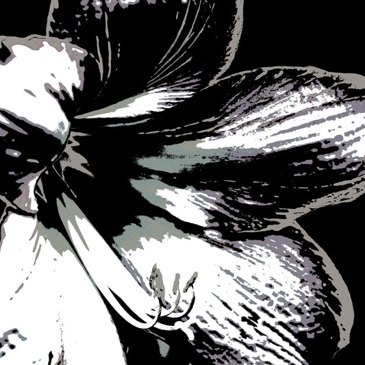 Hippeastrum No.3 - 181911v24 - Close Detail View, Stylised close-up of a hippeastrum in grey, charcoal, and off-white tones, digitally rendered with Pop Art contouring and soft monochrome contrast.
