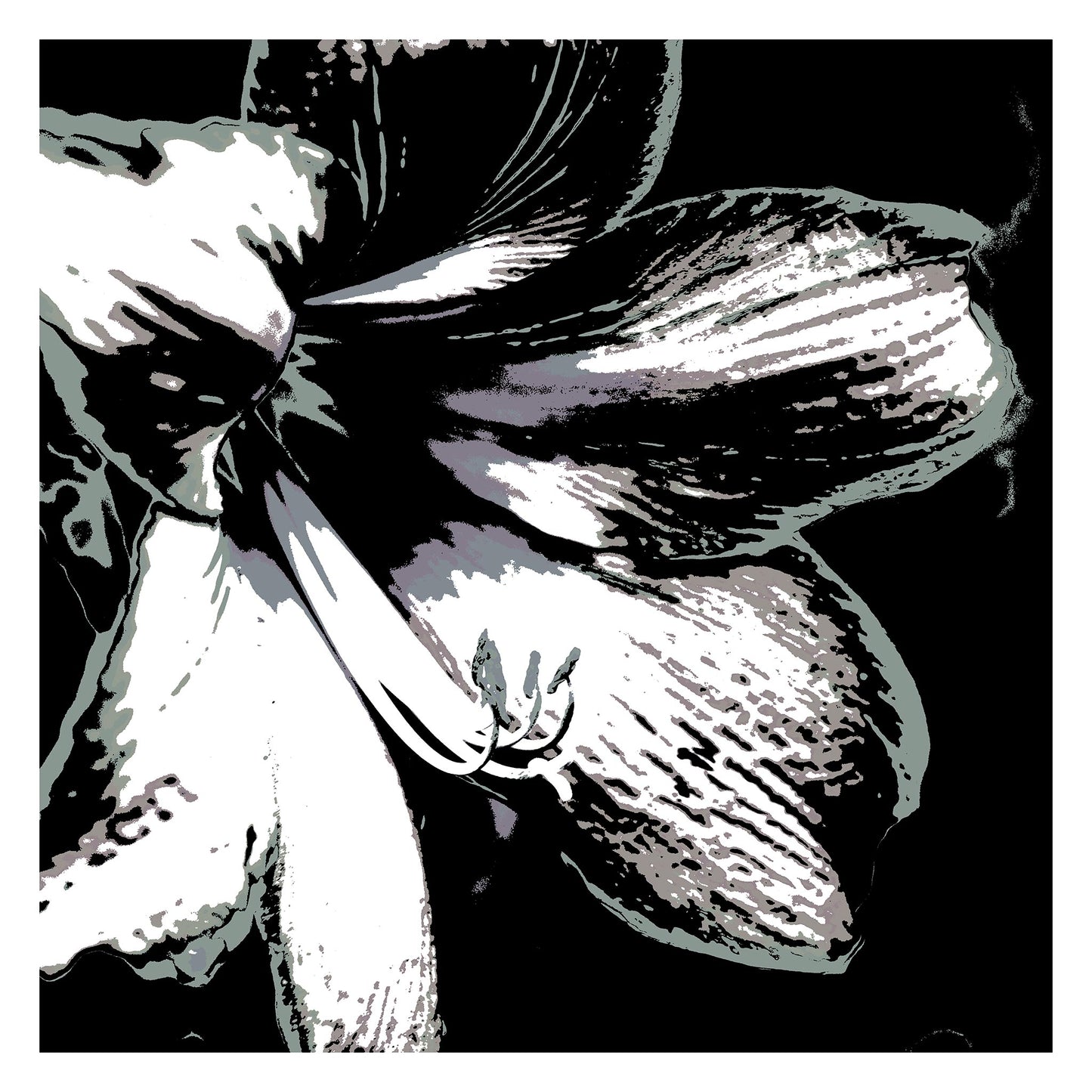 Hippeastrum No.3 - 181911v25 - 104x104cm, Stylised black, grey, and white close-up of a hippeastrum flower, digitally rendered with soft contrast and Pop Art contours in a minimalist monochrome palette.