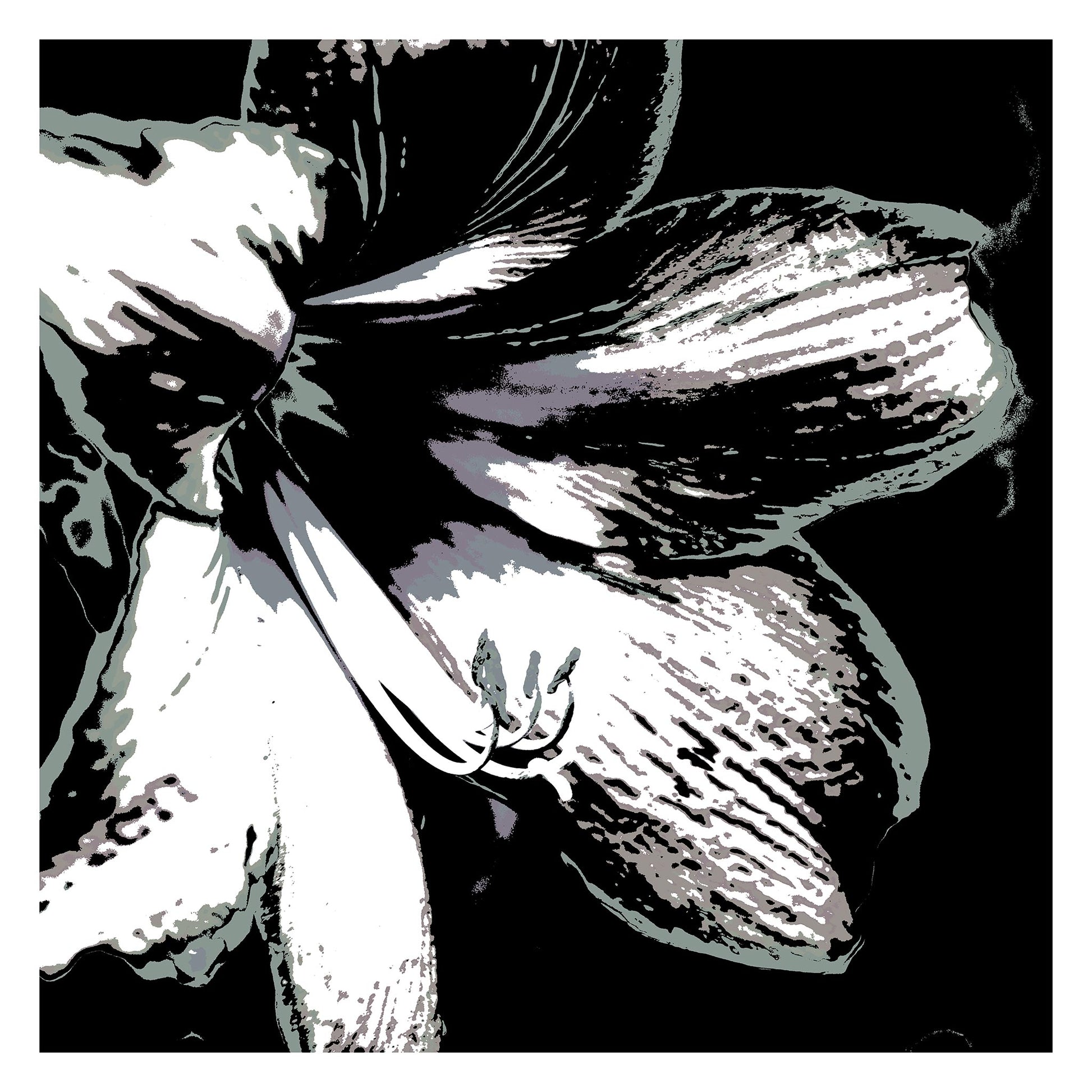 Hippeastrum No.3 - 181911v25 - 104x104cm, Stylised black, grey, and white close-up of a hippeastrum flower, digitally rendered with soft contrast and Pop Art contours in a minimalist monochrome palette.