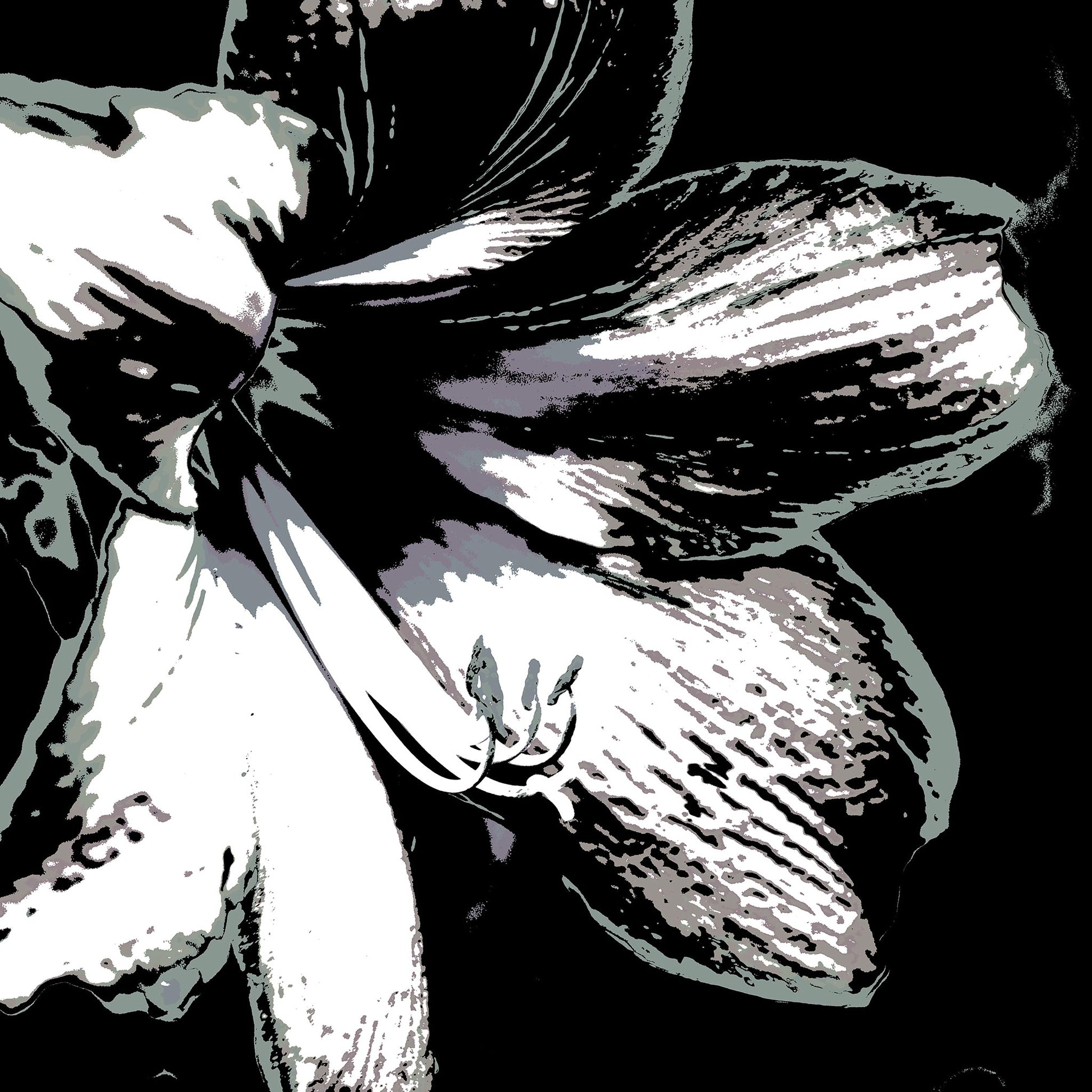 Hippeastrum No.3 - 181911v25 - 90x90cm, Stylised black, grey, and white close-up of a hippeastrum flower, digitally rendered with soft contrast and Pop Art contours in a minimalist monochrome palette.