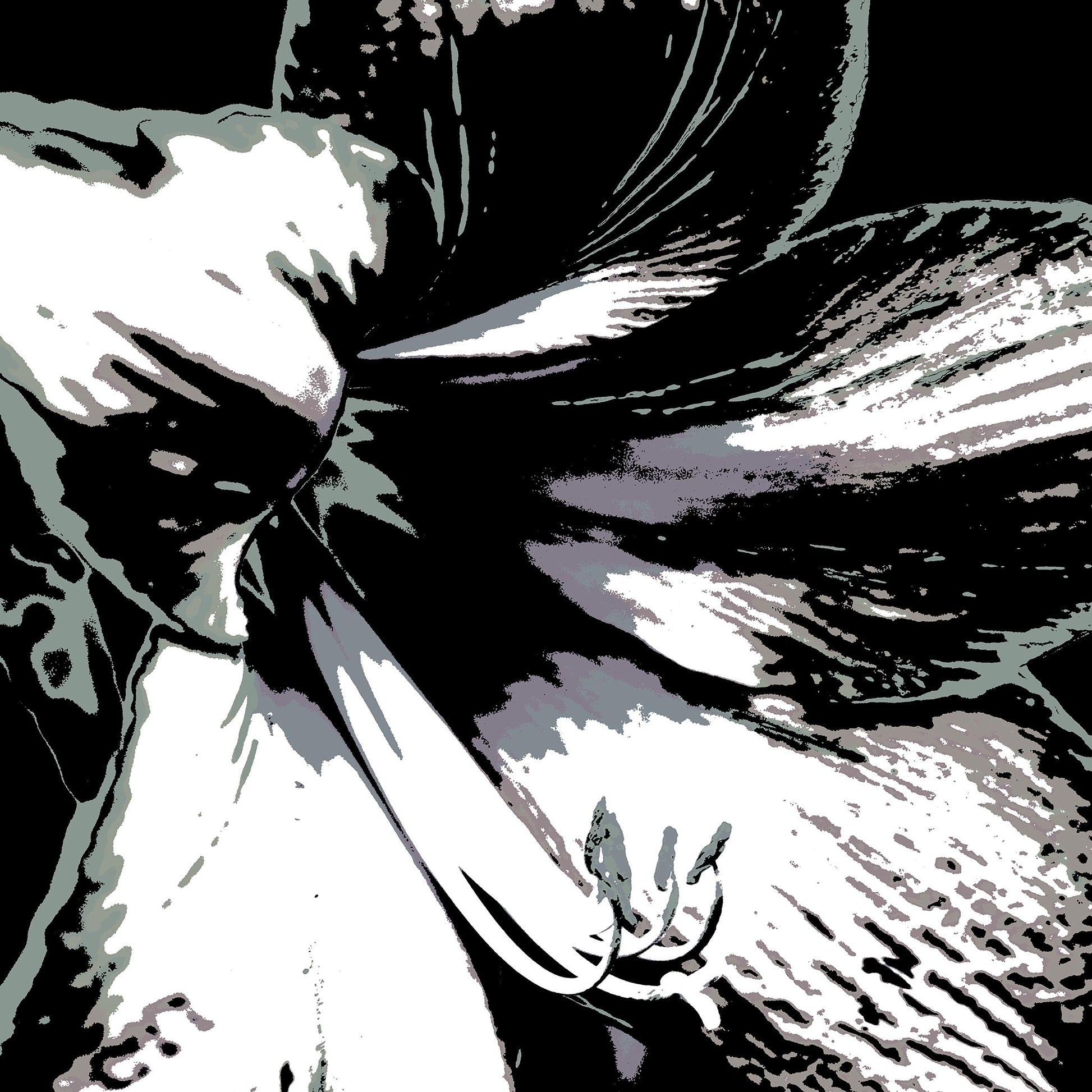 Hippeastrum No.3 - 181911v25 - Close Detail View, Stylised black, grey, and white close-up of a hippeastrum flower, digitally rendered with soft contrast and Pop Art contours in a minimalist monochrome palette.