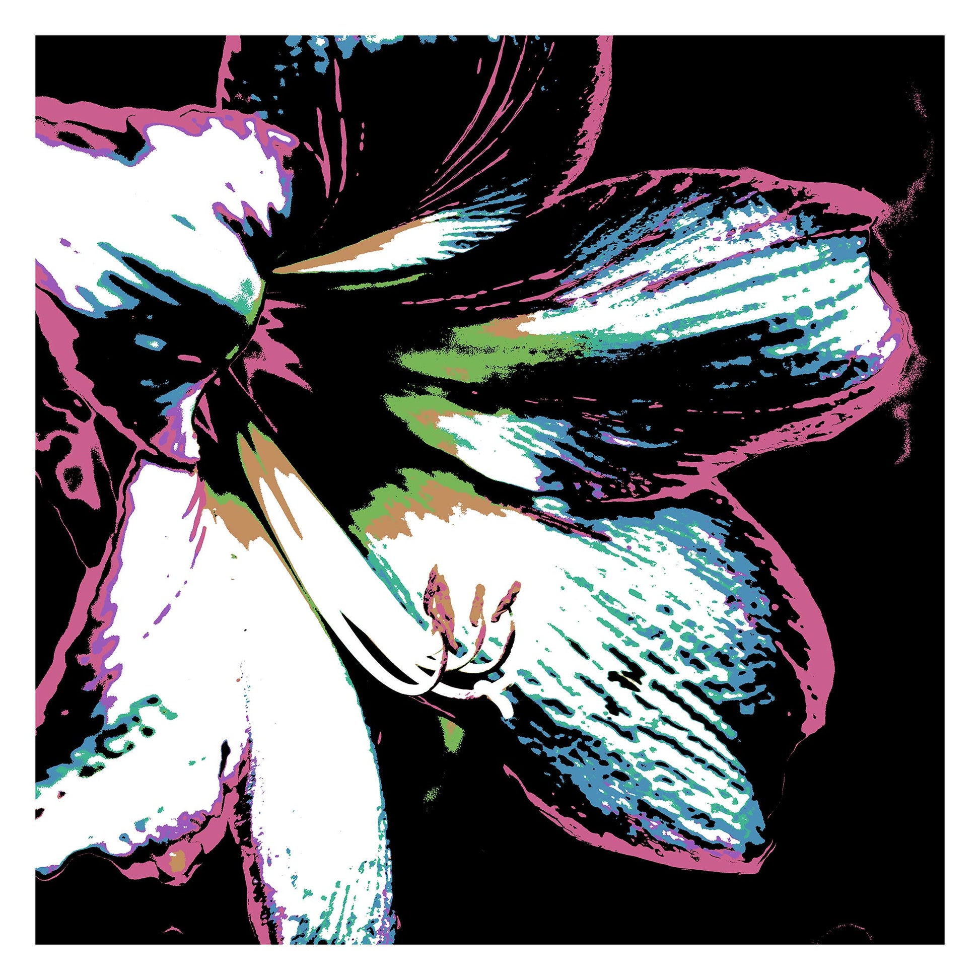 Hippeastrum No.3 - 181911v27 - 104x104cm, Close-up of a stylised hippeastrum flower in soft teal, candy pink, lime green and white, set against a black background with Pop Art linework and contrast.