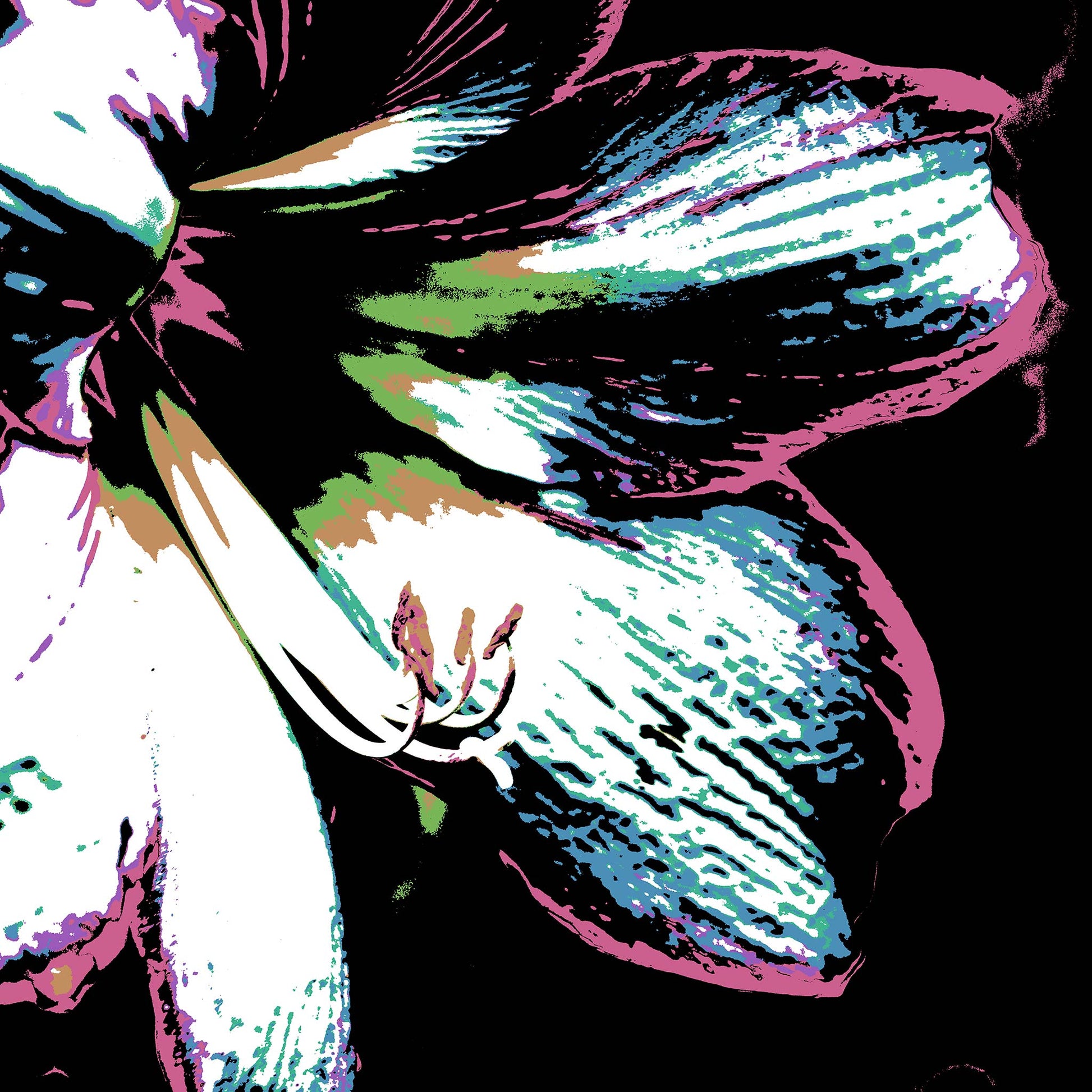 Hippeastrum No.3 - 181911v27 - Close Detail View, Close-up of a stylised hippeastrum flower in soft teal, candy pink, lime green and white, set against a black background with Pop Art linework and contrast.