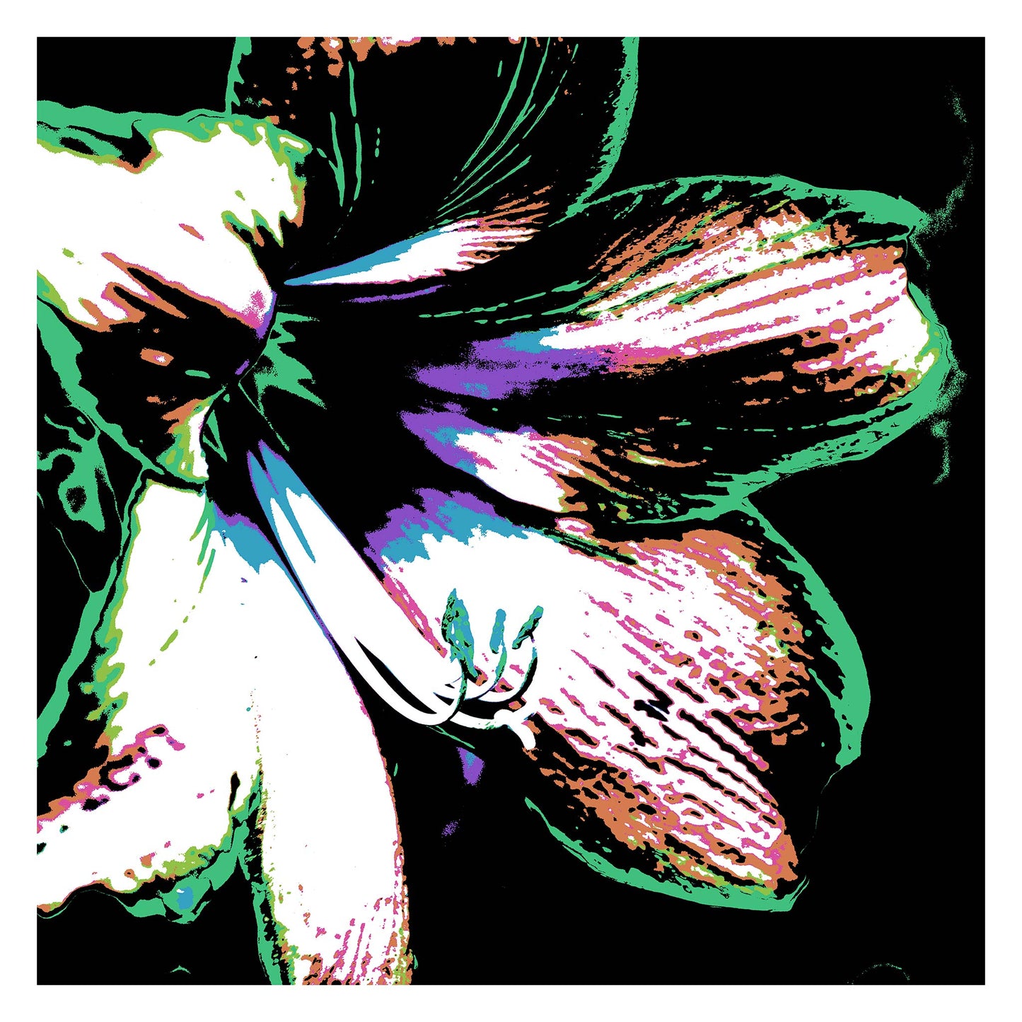 Hippeastrum No.3 - 181911v30 - 104x104cm, Bold close-up of a hippeastrum flower in green, lilac, rose, and white, stylised in Pop Art fashion with black background and graphic detailing.