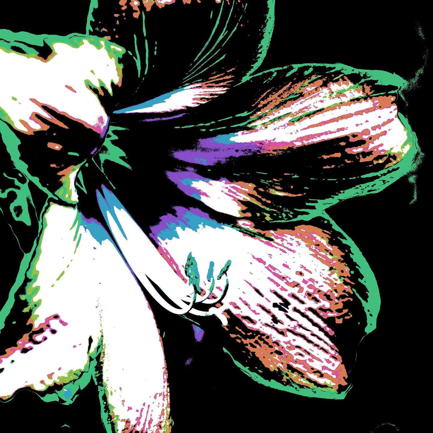 Hippeastrum No.3 - 181911v30 - 90x90cm, Bold close-up of a hippeastrum flower in green, lilac, rose, and white, stylised in Pop Art fashion with black background and graphic detailing.