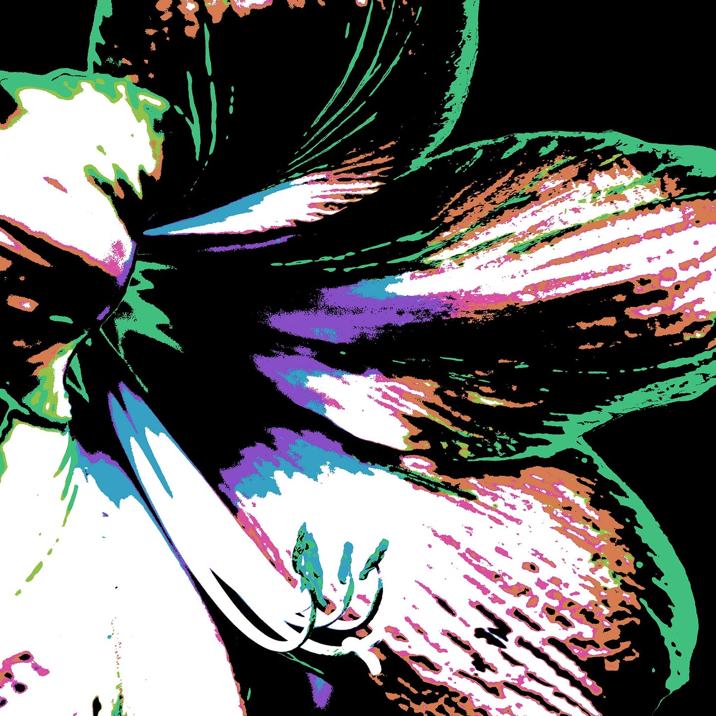 Hippeastrum No.3 - 181911v30 - Close Detail View, Bold close-up of a hippeastrum flower in green, lilac, rose, and white, stylised in Pop Art fashion with black background and graphic detailing.