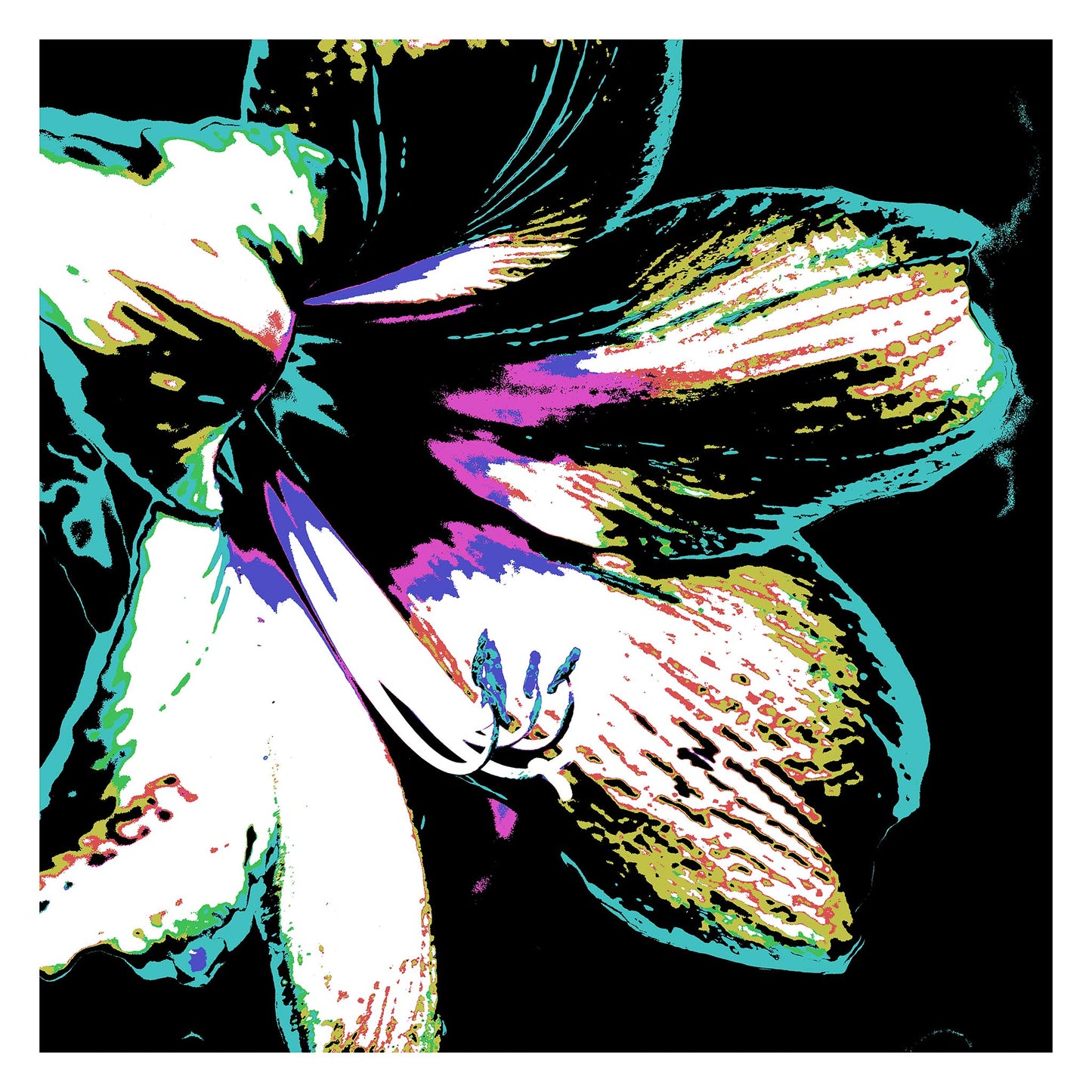 Hippeastrum No.3 - 181911v31 - 104x104cm, Stylised close-up of a hippeastrum flower in mint green, violet, black, and white, digitally rendered in bold Pop Art tones with high contrast and textural graphic detail.