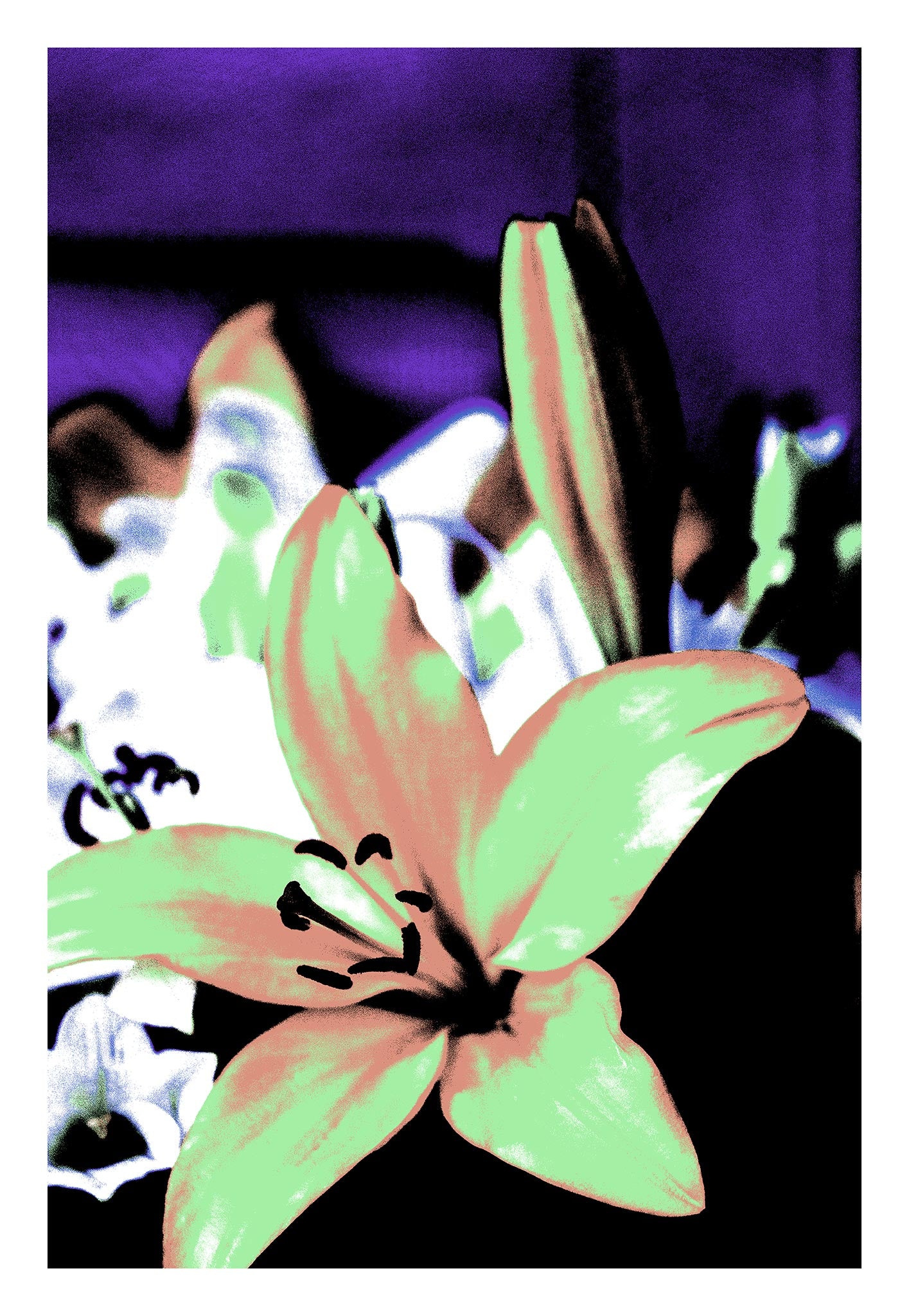 Lilies - Tamworth - 204767v16 - 74x104cm, Soft green and peach-toned lily with a vivid purple background, digitally reinterpreted in a gentle yet graphic Pop Art style.