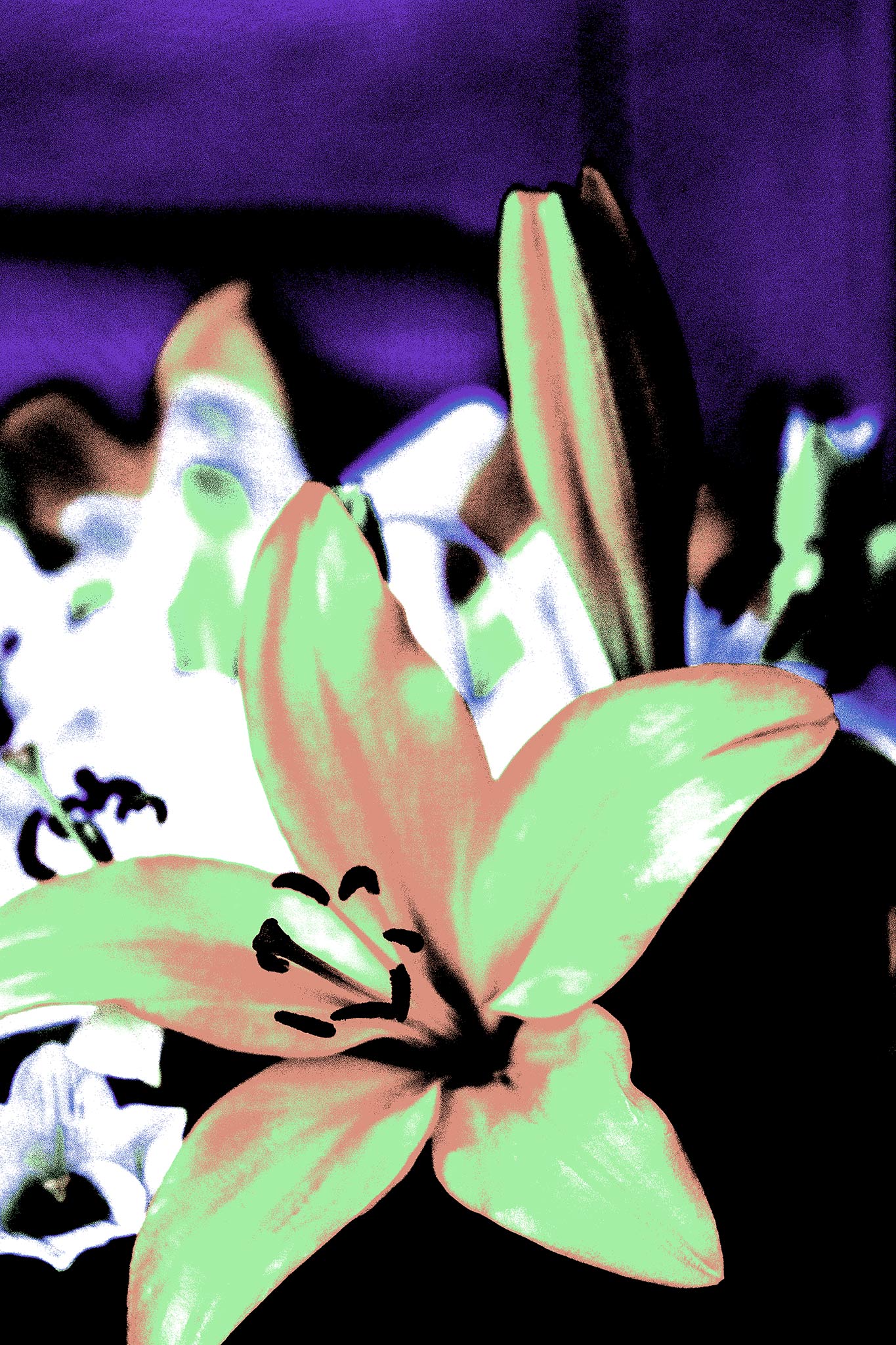 Lilies - Tamworth - 204767v16 - 60x90cm, Soft green and peach-toned lily with a vivid purple background, digitally reinterpreted in a gentle yet graphic Pop Art style.