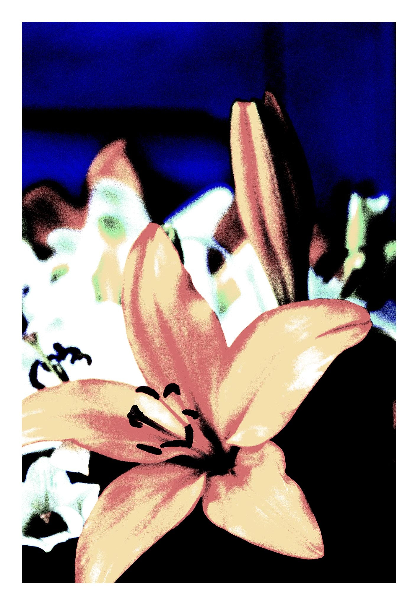 Lilies - Tamworth - 204767v18 - 74x104cm, Soft peach and rose-toned lily set against a cobalt blue background, digitally treated in a subdued Pop Art style with vintage and modern visual elements.