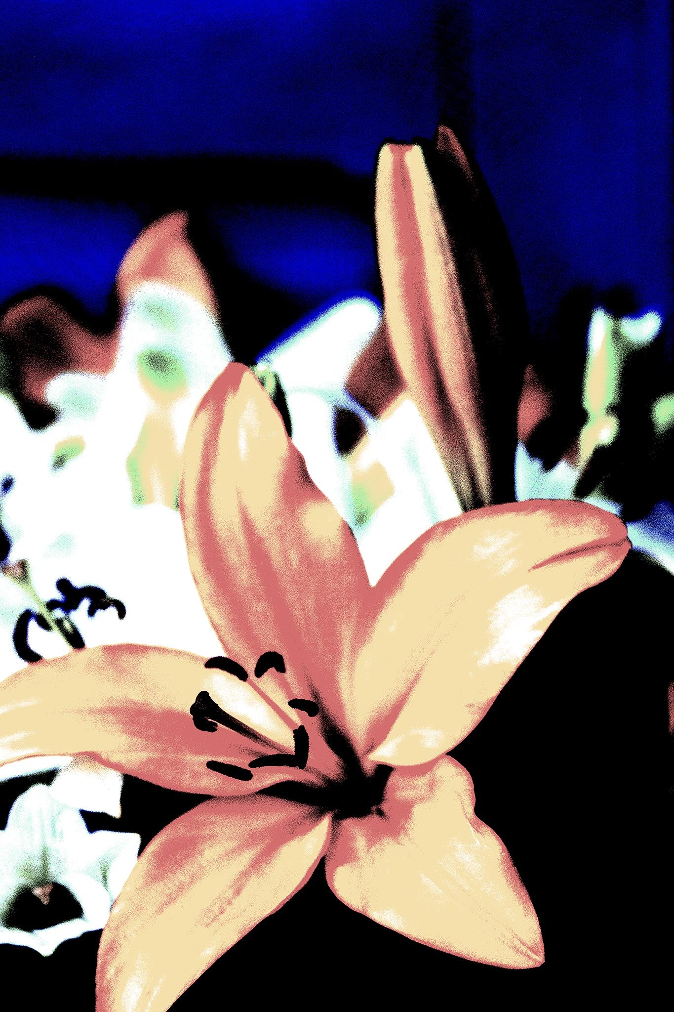 Lilies - Tamworth - 204767v18 - 60x90cm, Soft peach and rose-toned lily set against a cobalt blue background, digitally treated in a subdued Pop Art style with vintage and modern visual elements.